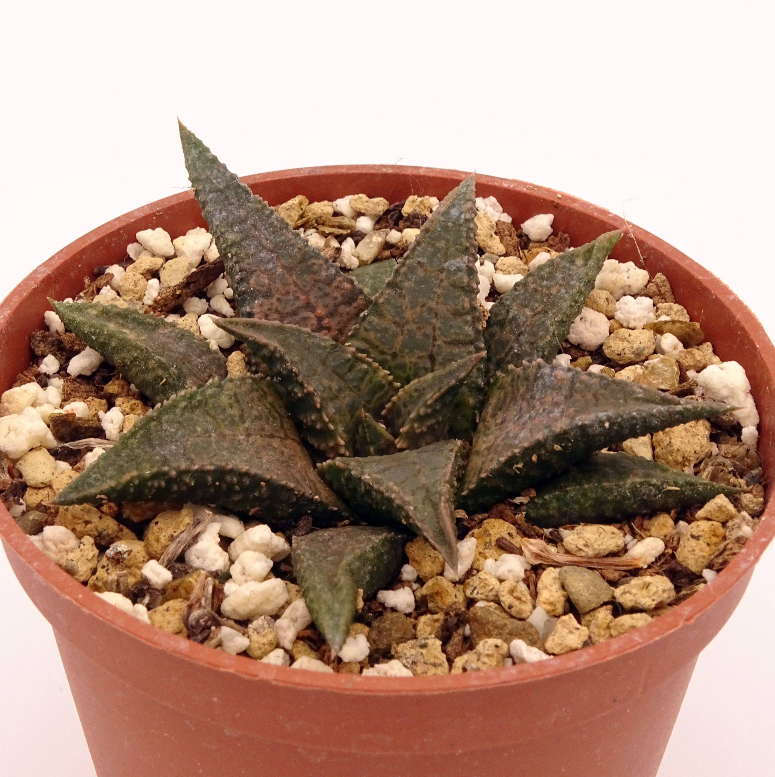 Haworthia tesselata x koelmaniorum – Image 2