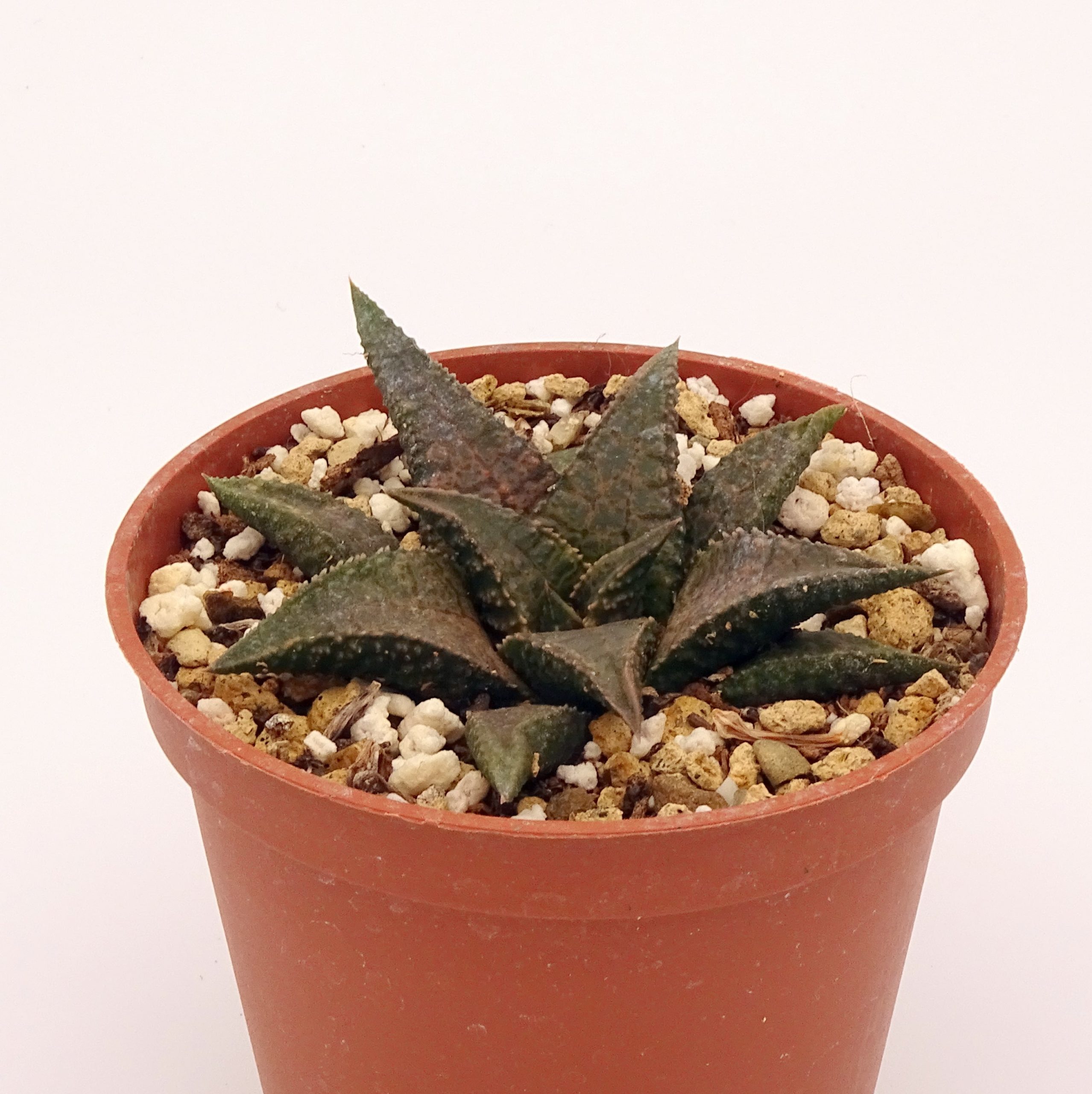 Haworthia tesselata x koelmaniorum
