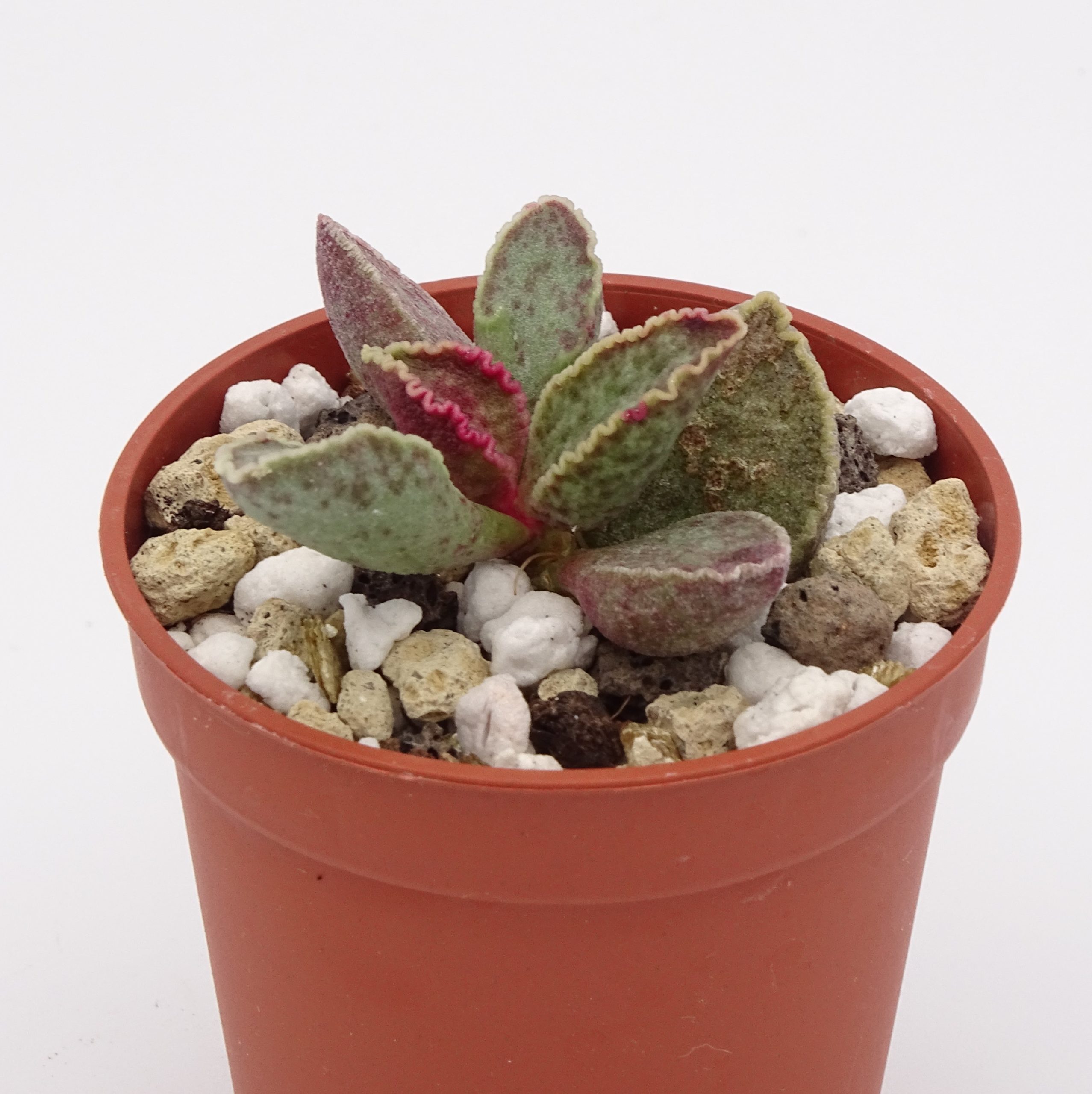 Adromischus marianiae 'Clanwillian' x 'Herrei' Red Coral #15(n°1) – Image 3