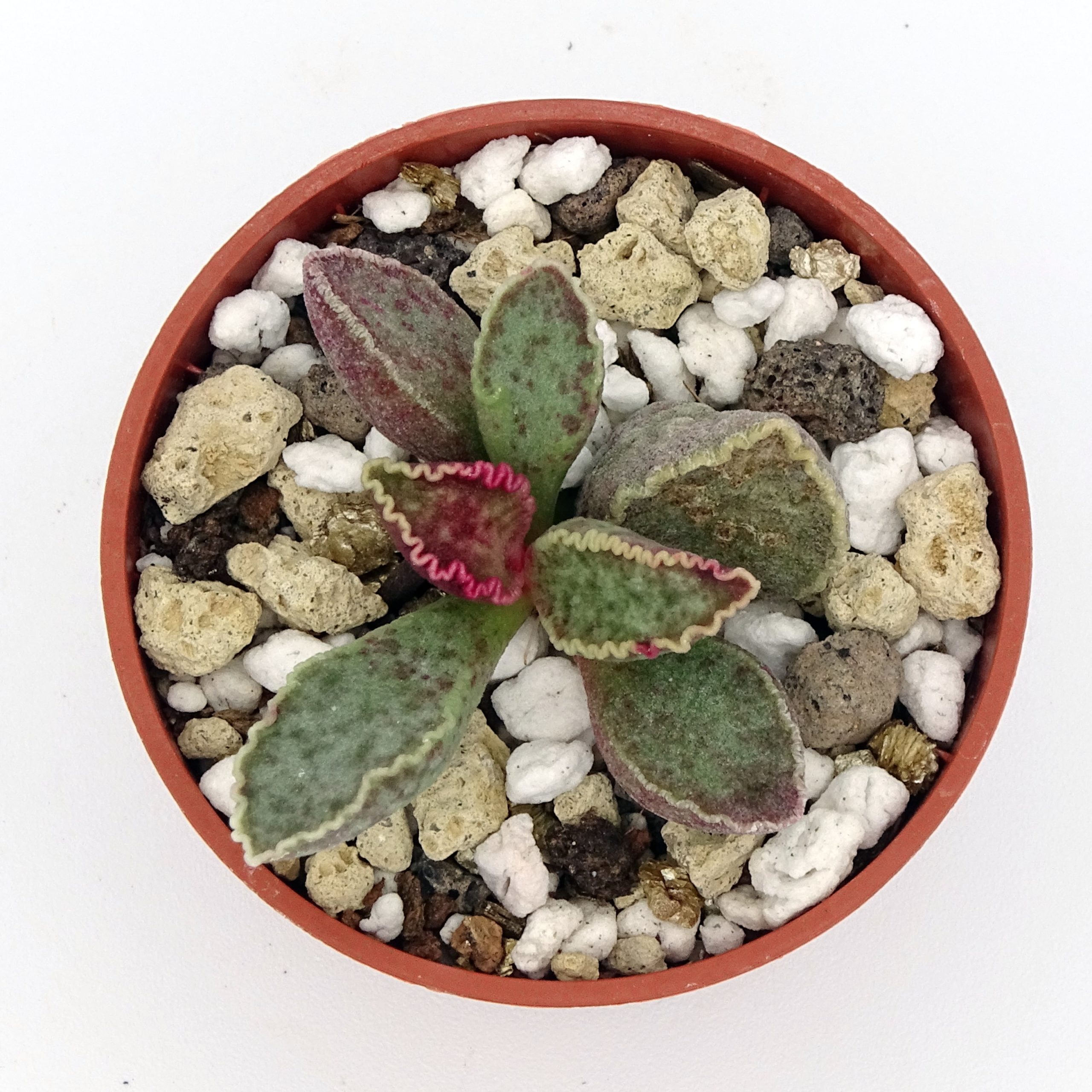 Adromischus marianiae 'Clanwillian' x 'Herrei' Red Coral #15(n°1) – Image 2
