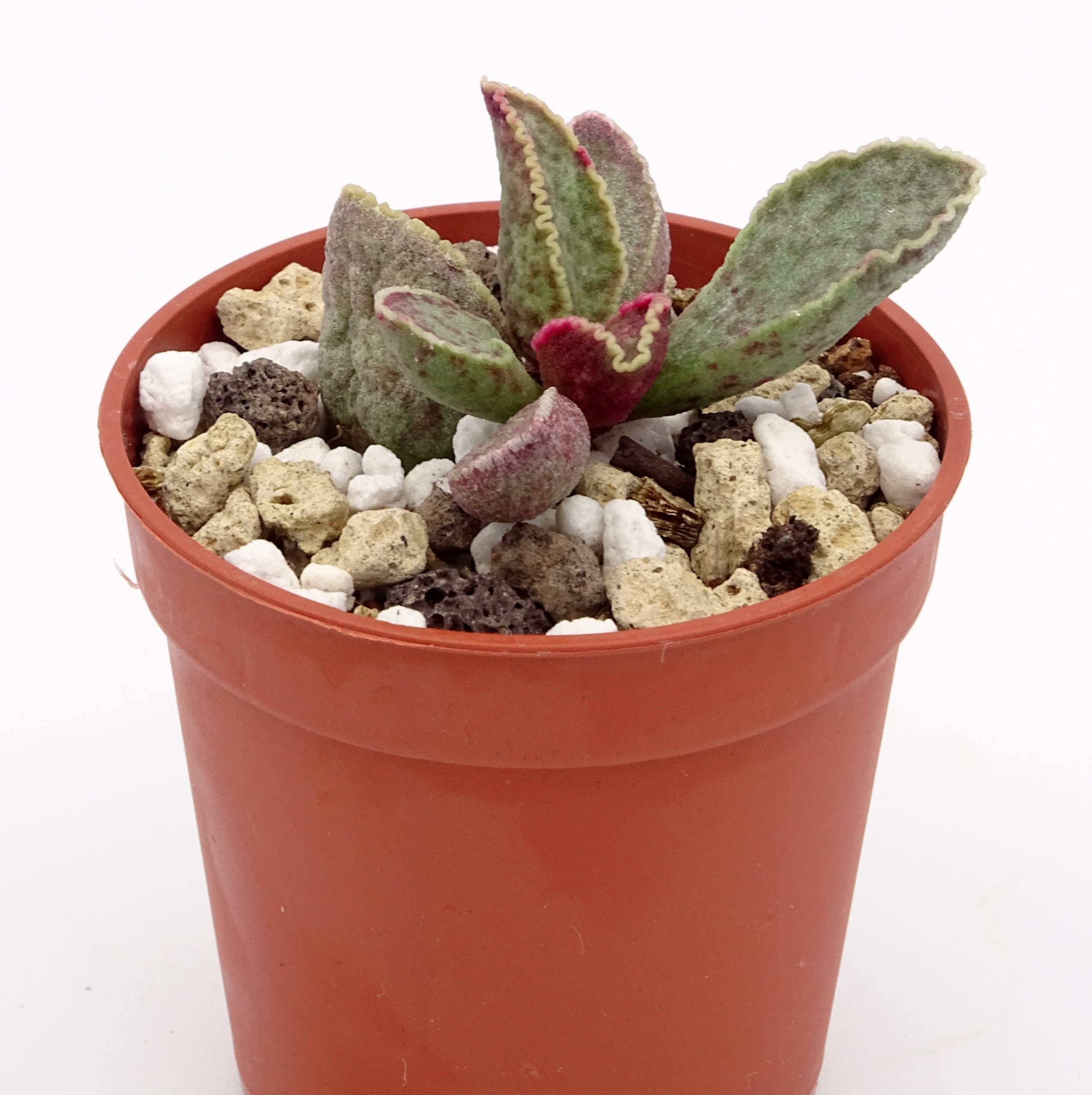 Adromischus marianiae 'Clanwillian' x 'Herrei' Red Coral #15(n°1)