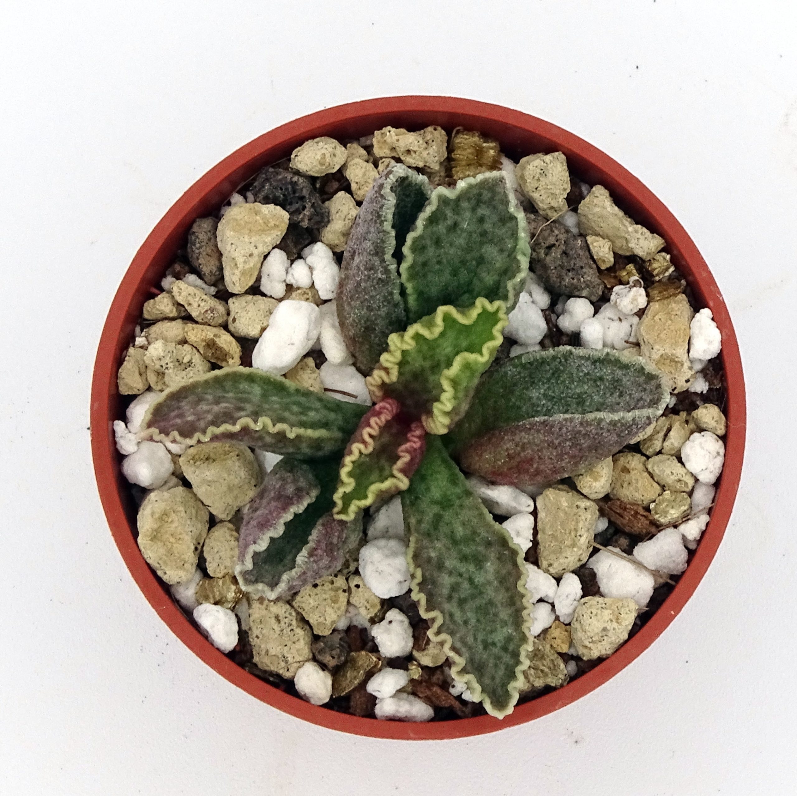 Adromischus marianiae 'Clanwillian' x 'Herrei' Red Coral #15(n°2) – Image 2