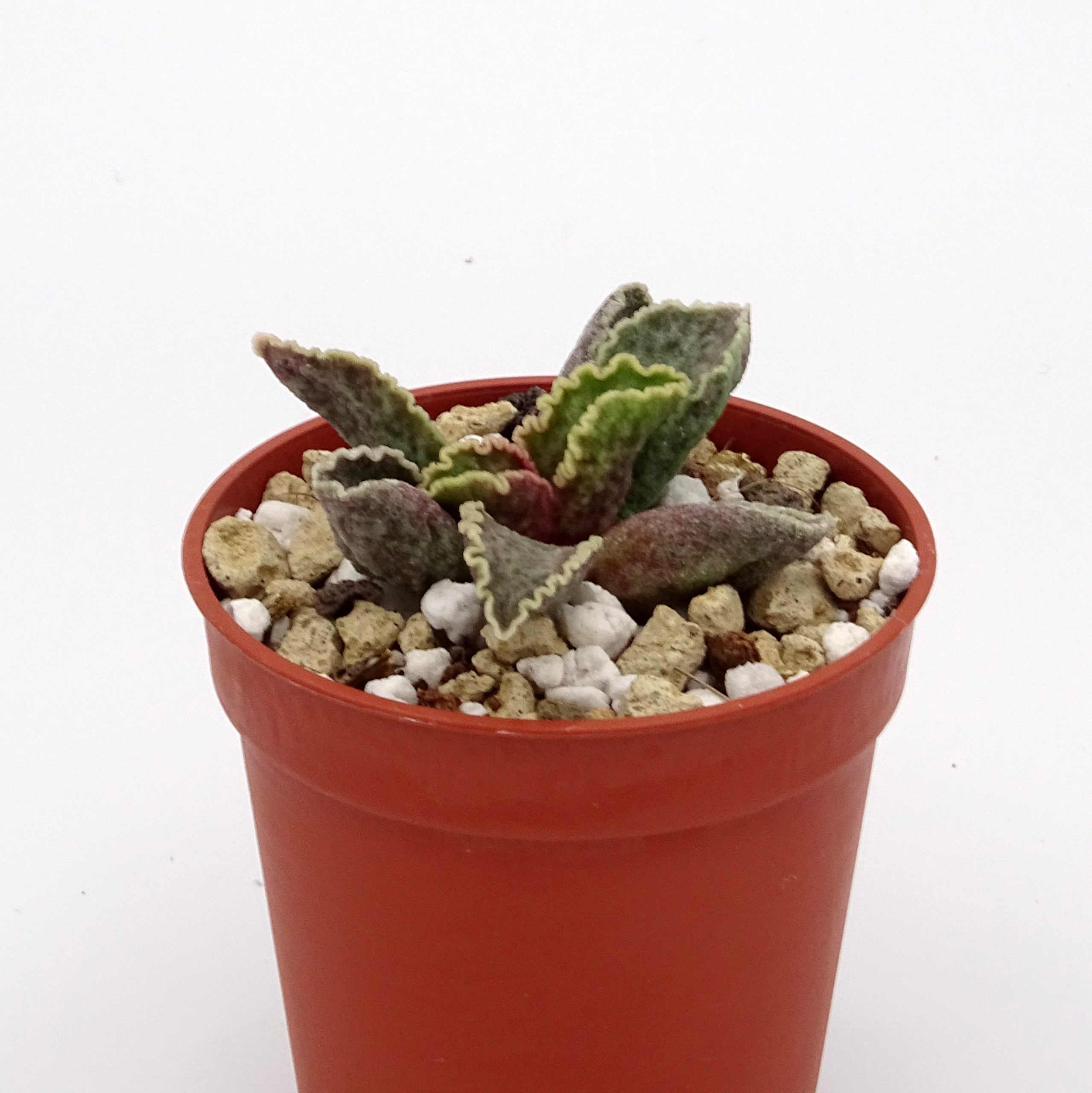 Adromischus marianiae 'Clanwillian' x 'Herrei' Red Coral #15(n°2)