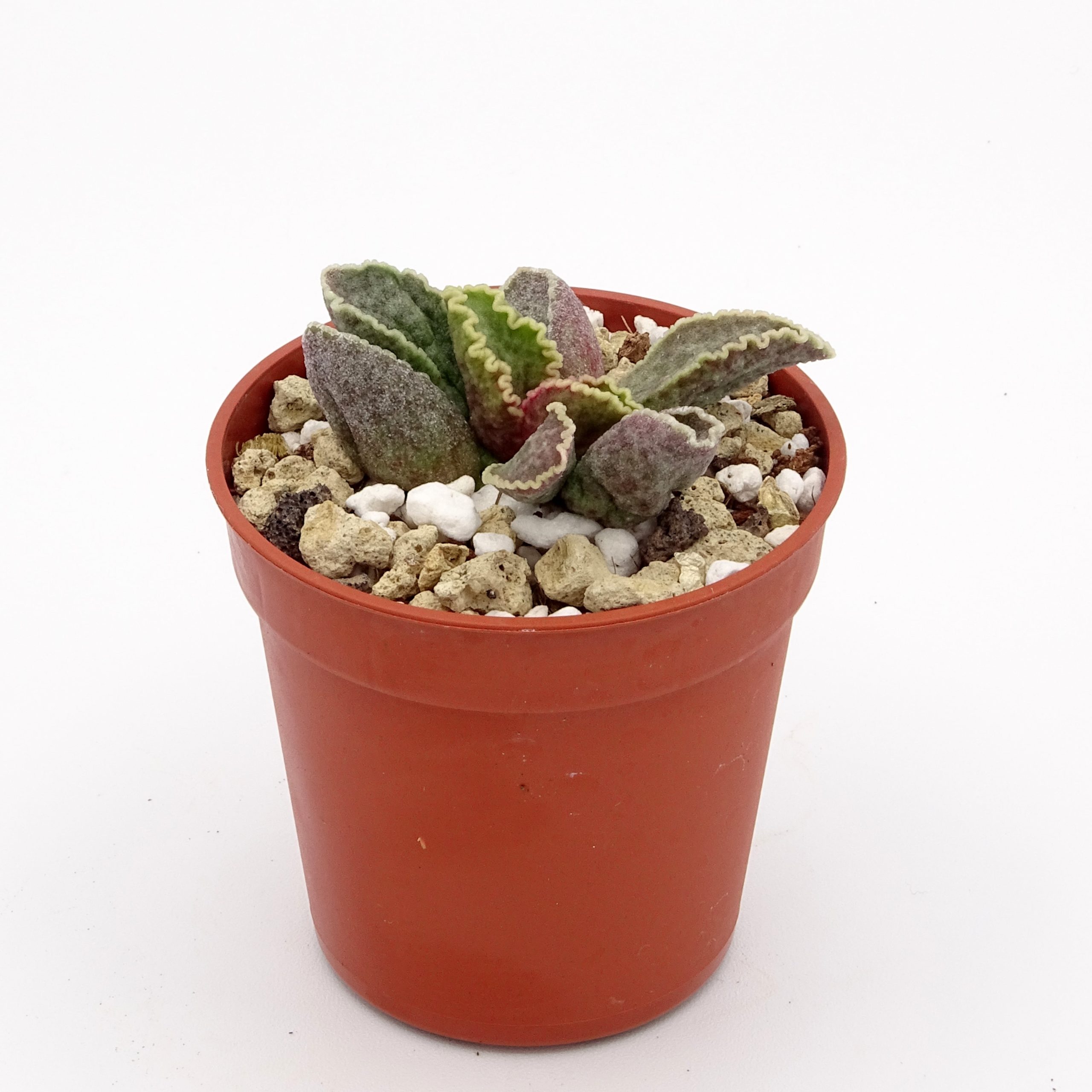 Adromischus marianiae 'Clanwillian' x 'Herrei' Red Coral #15(n°2) – Image 3