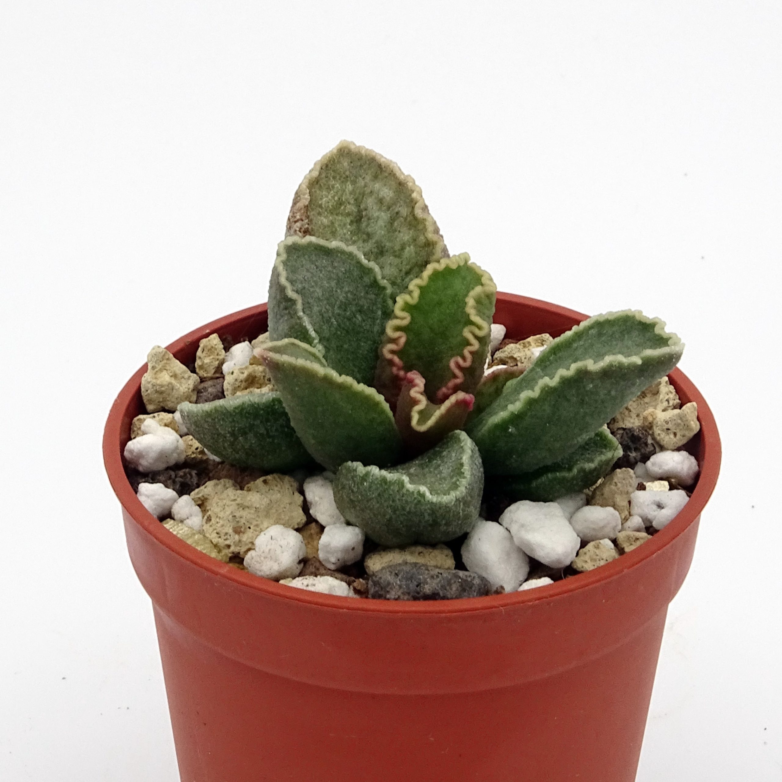 Adromischus marianiae 'Clanwillian' x 'Herrei' Red Coral #15(n°3)