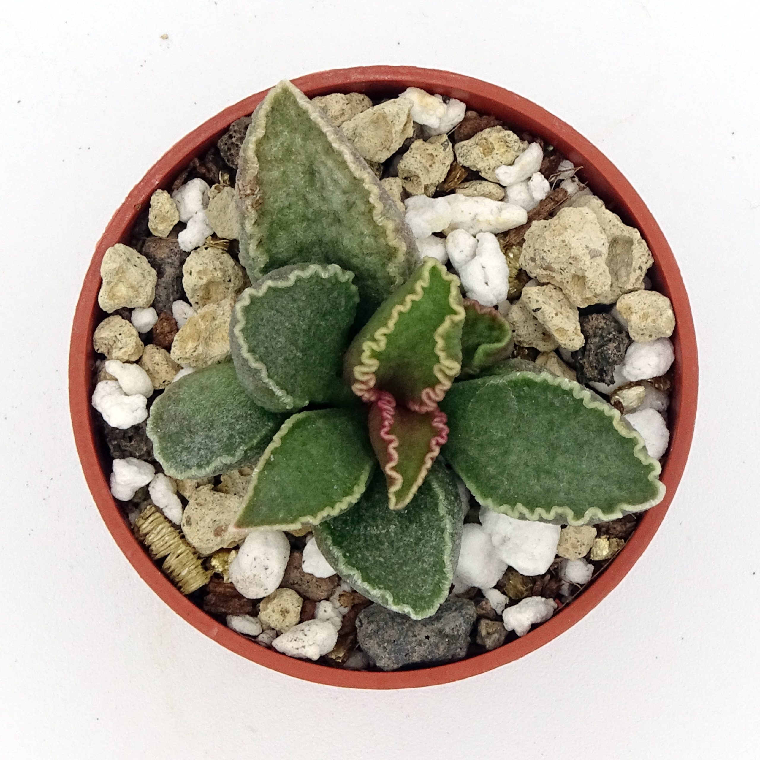 Adromischus marianiae 'Clanwillian' x 'Herrei' Red Coral #15(n°3) – Image 2