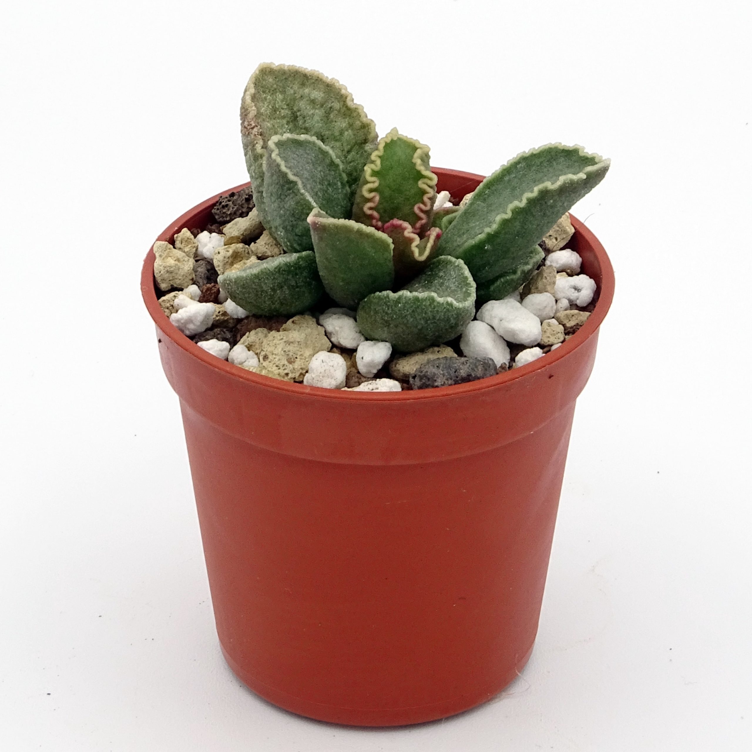 Adromischus marianiae 'Clanwillian' x 'Herrei' Red Coral #15(n°3) – Image 3