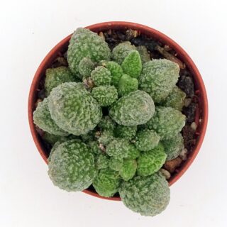 adromischus-herrei-green-001-min