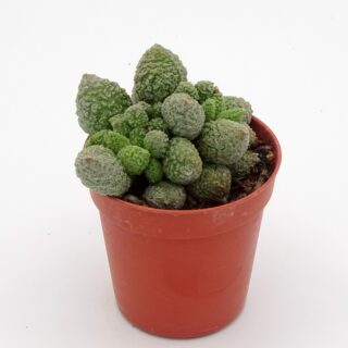 adromischus-herrei-green-min