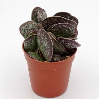 adromischus-trigynus-rupicola-001-min