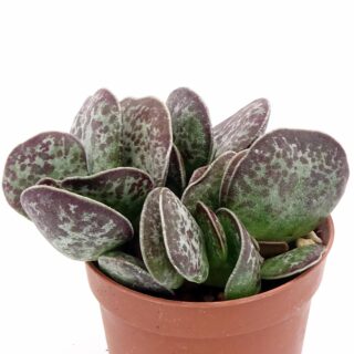 adromischus-trigynus-rupicola-002-min