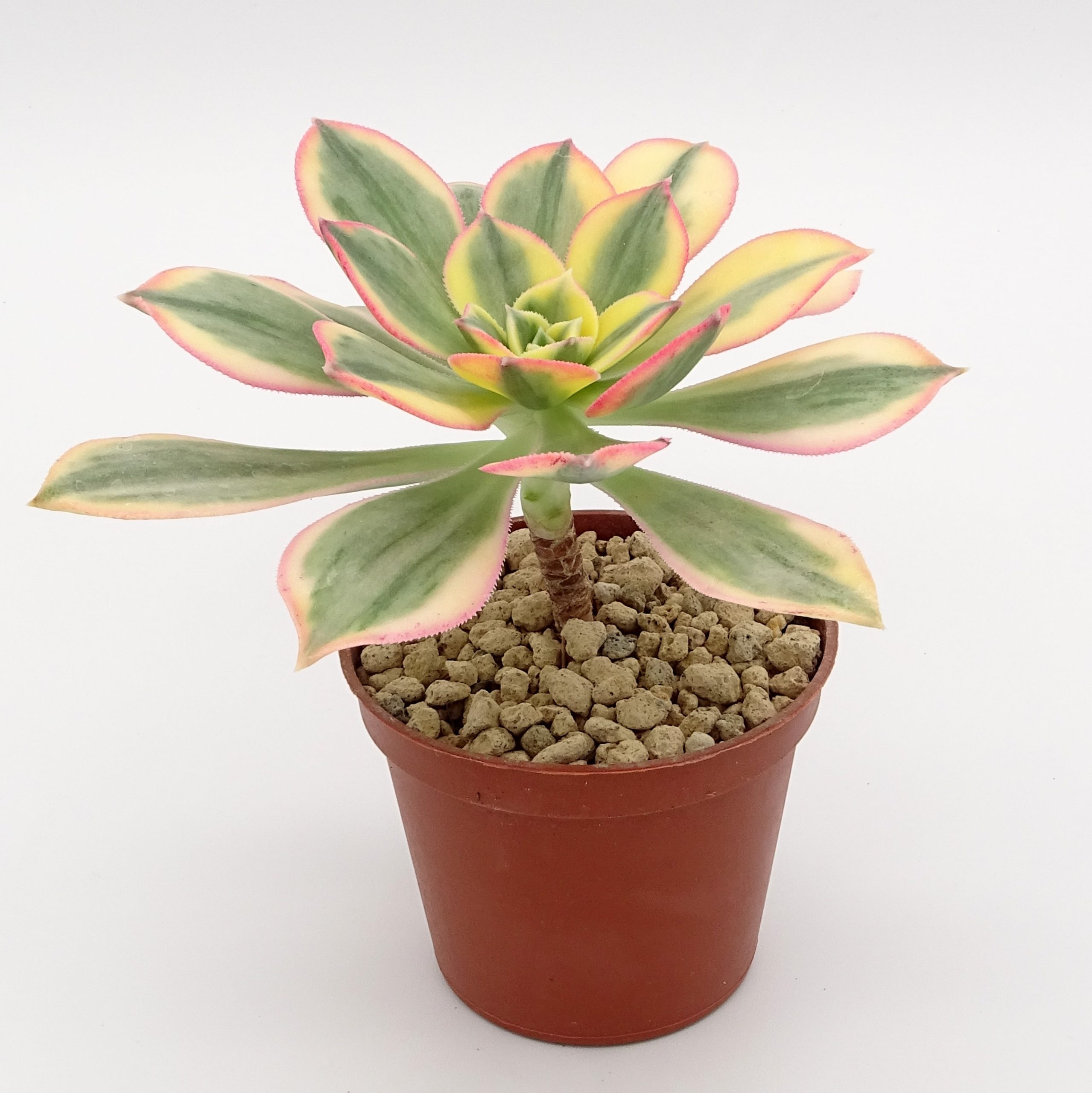 Aeonium 'Sunburst'