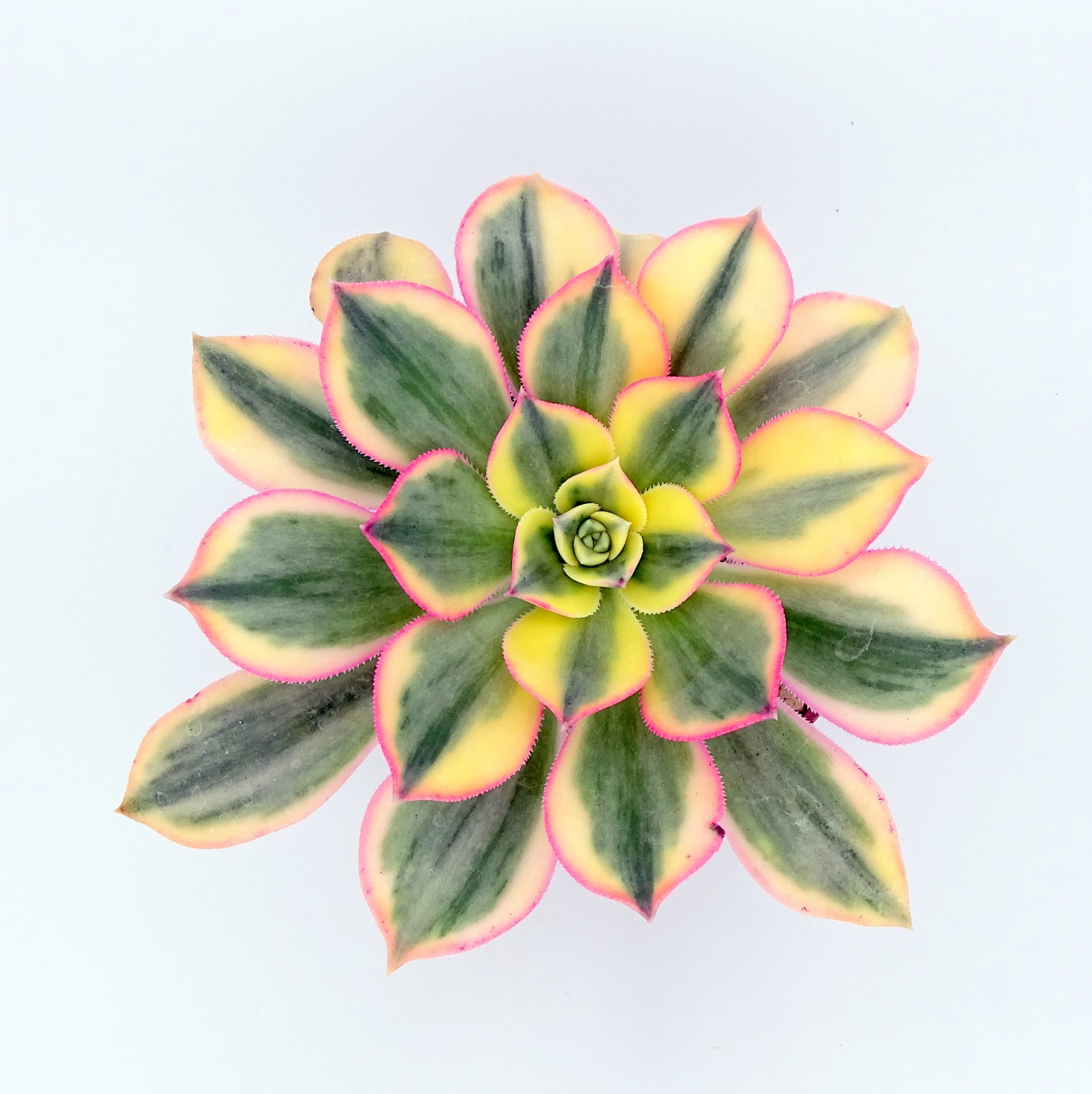 Aeonium 'Sunburst' – Image 2