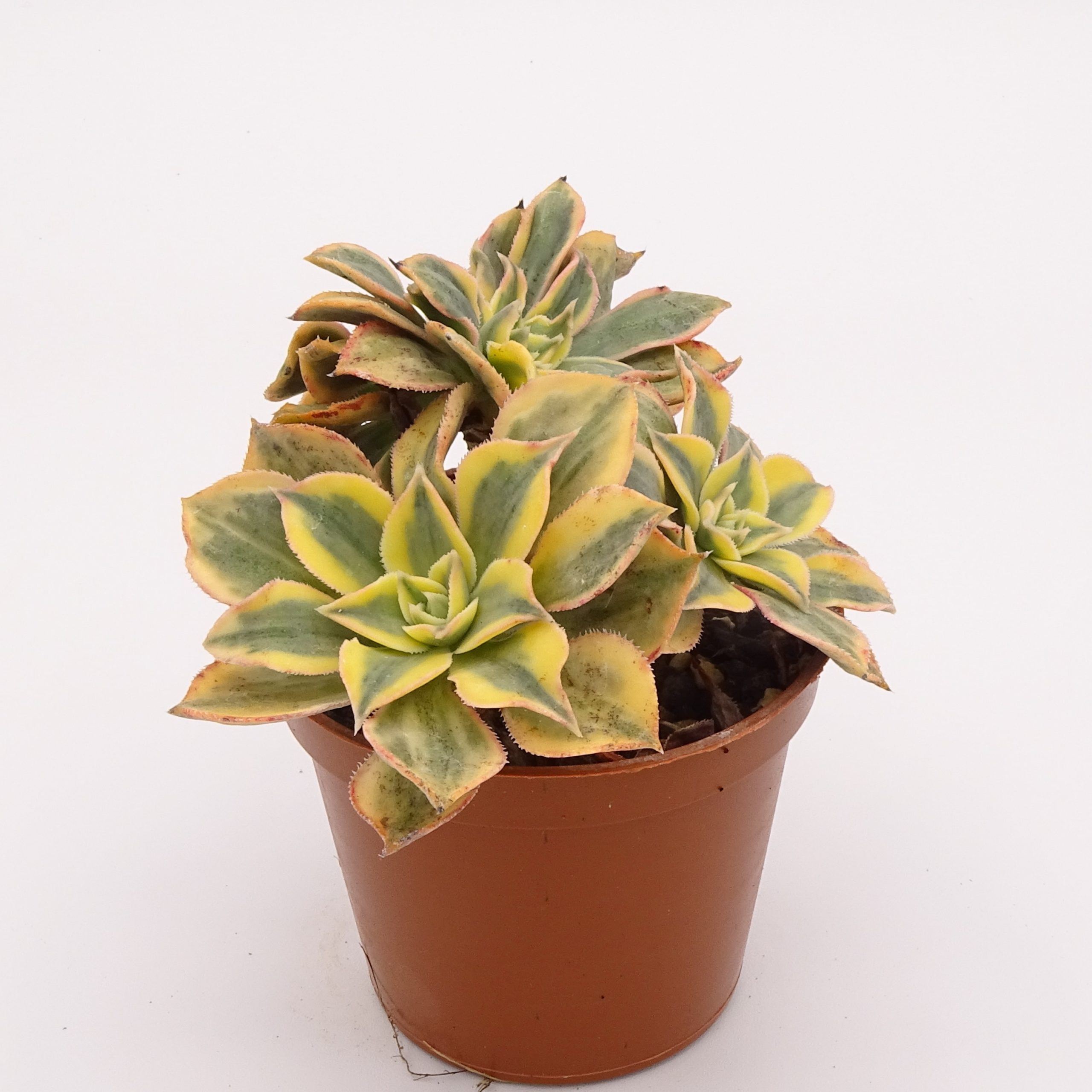 Aeonium 'Sunburst' f. cristata – Image 2