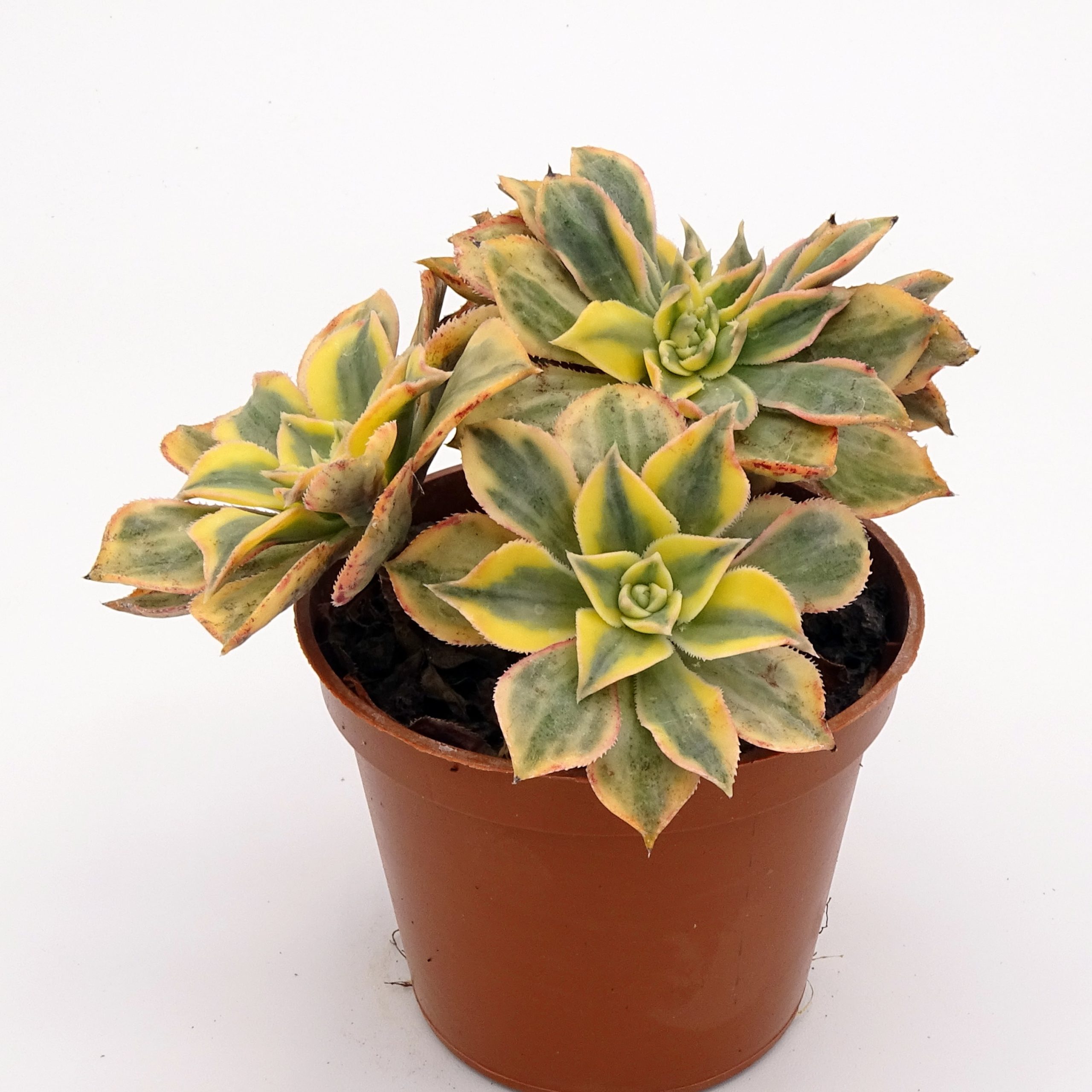 Aeonium 'Sunburst' f. cristata