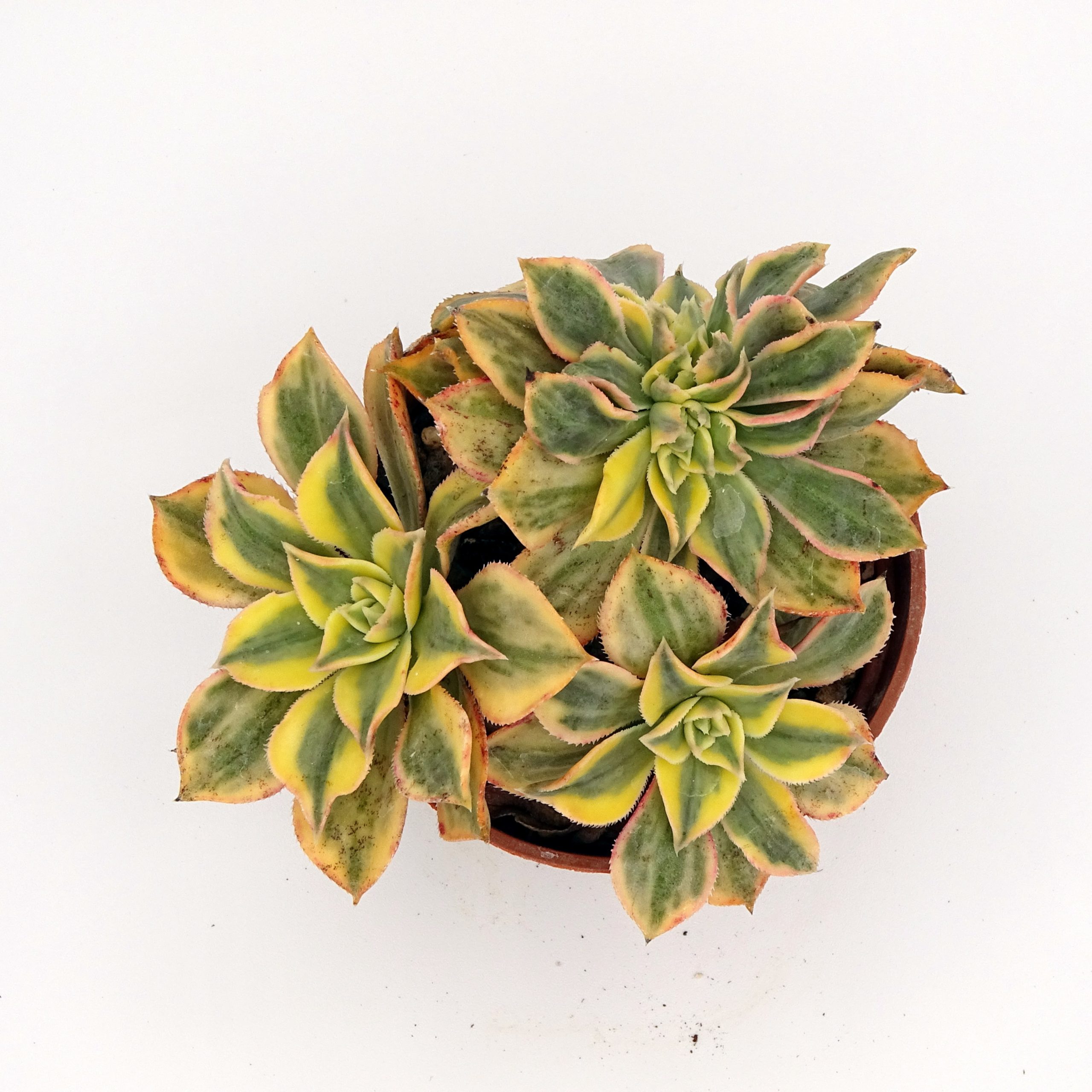 Aeonium 'Sunburst' f. cristata – Image 3