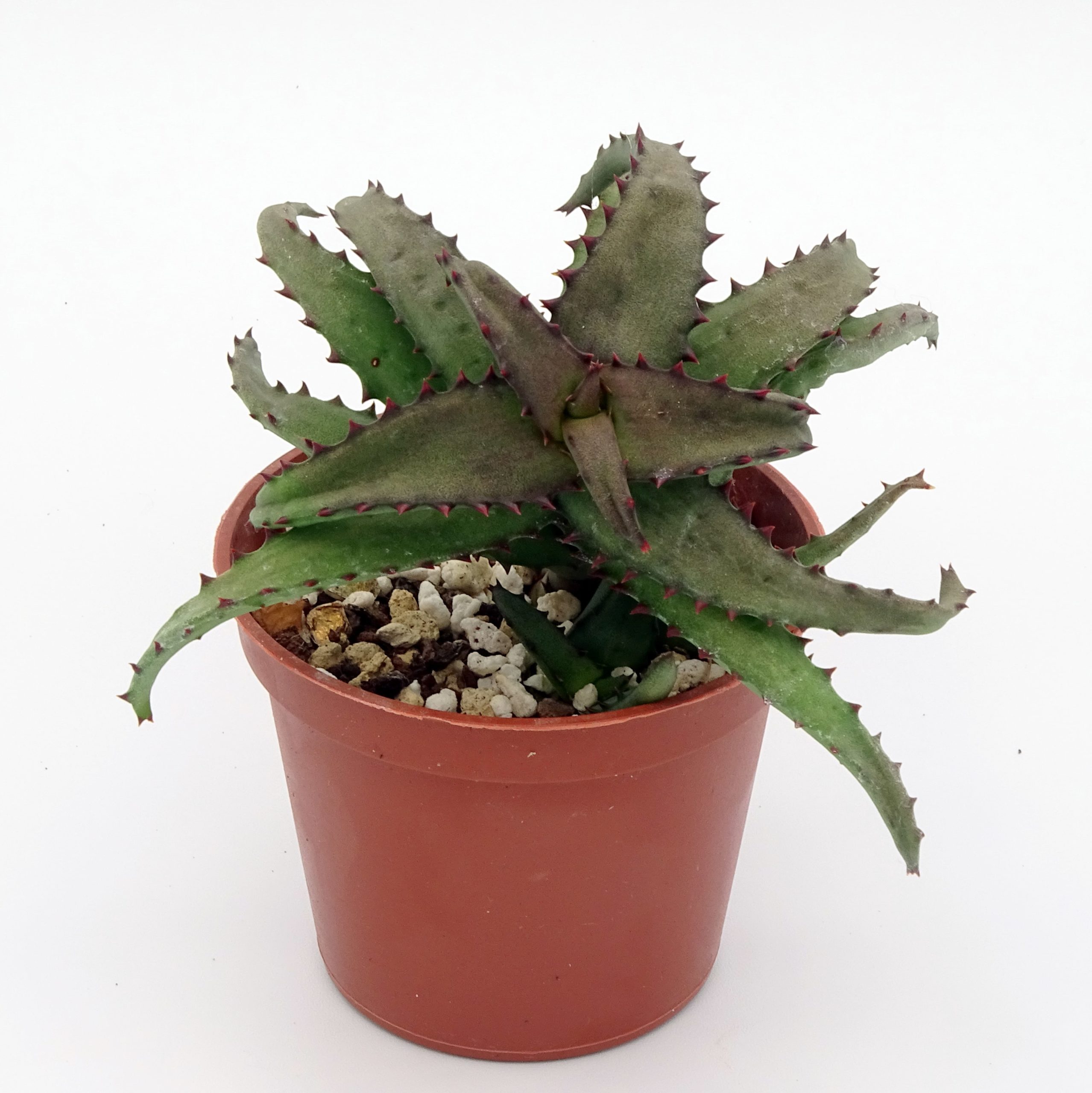 Aloe castilloniae
