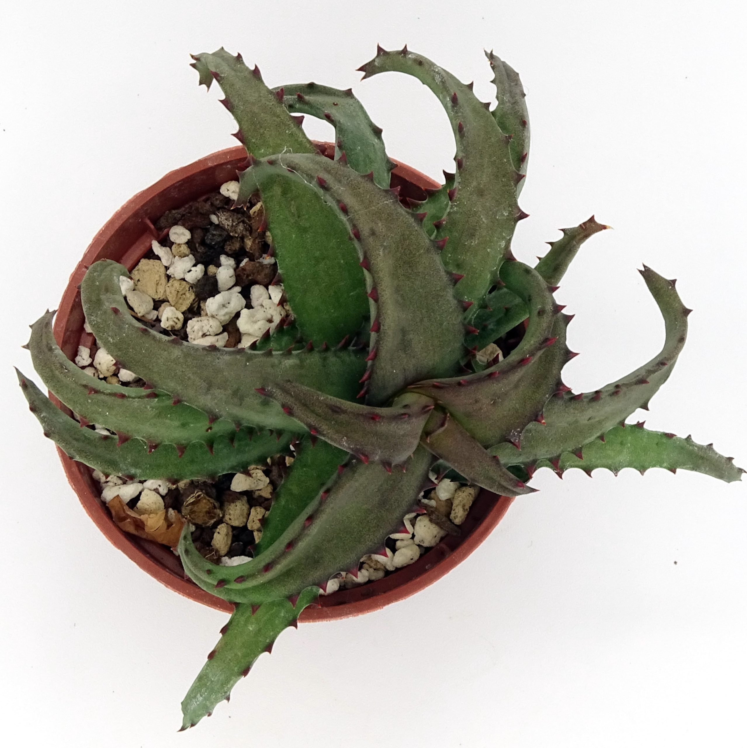 Aloe castilloniae – Image 2