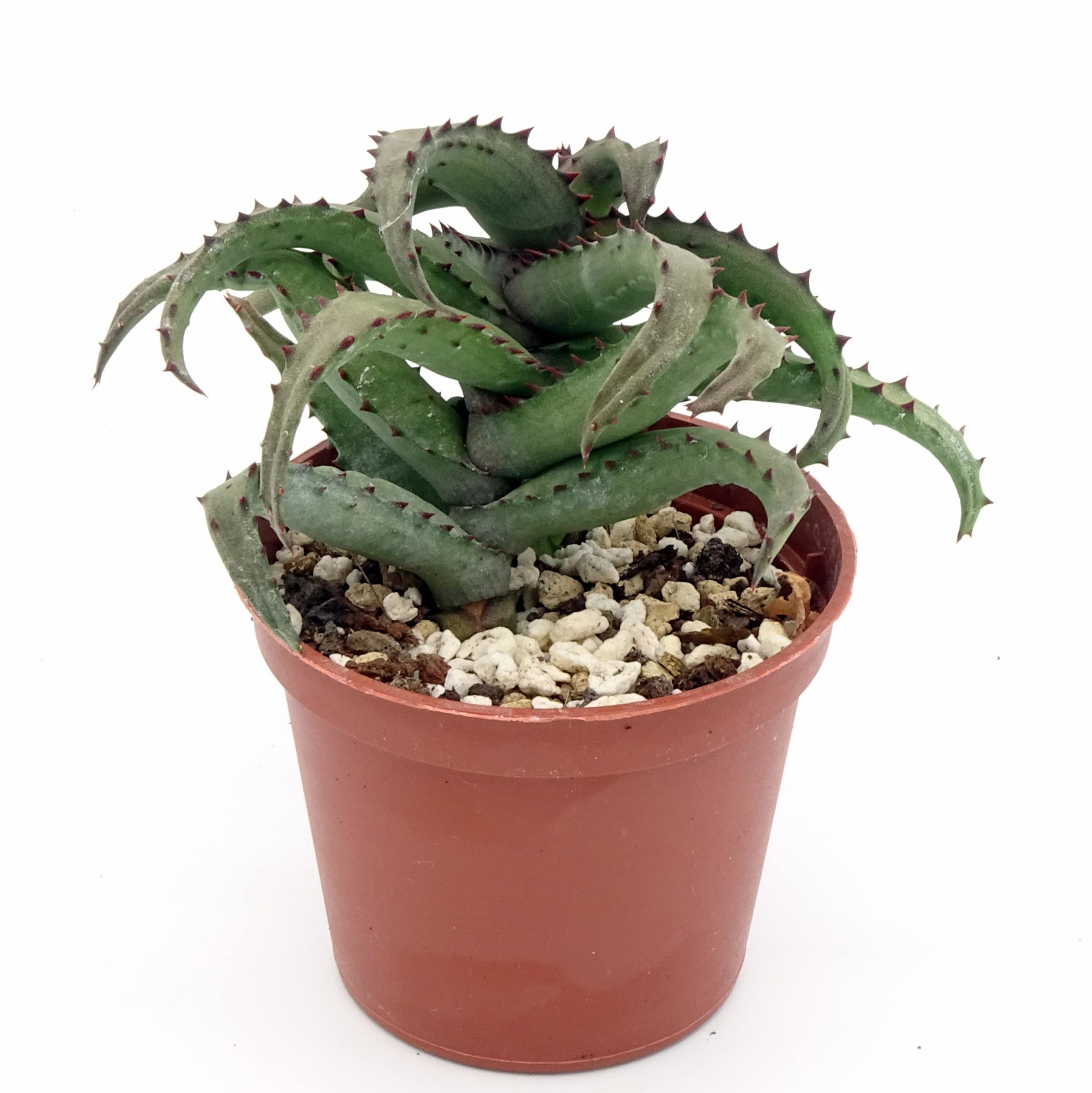 Aloe castilloniae – Image 3