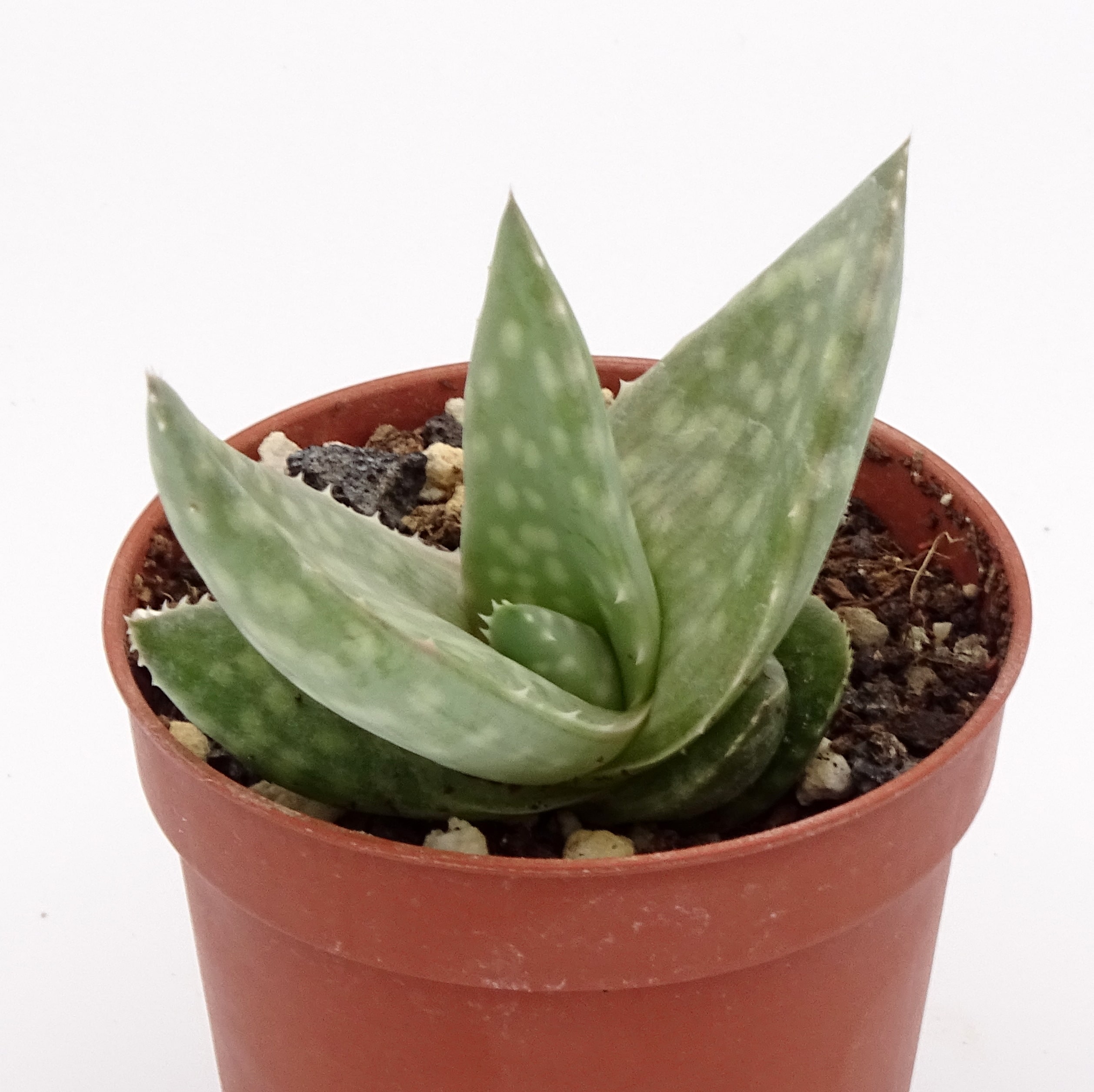 Aloe dhufarensis