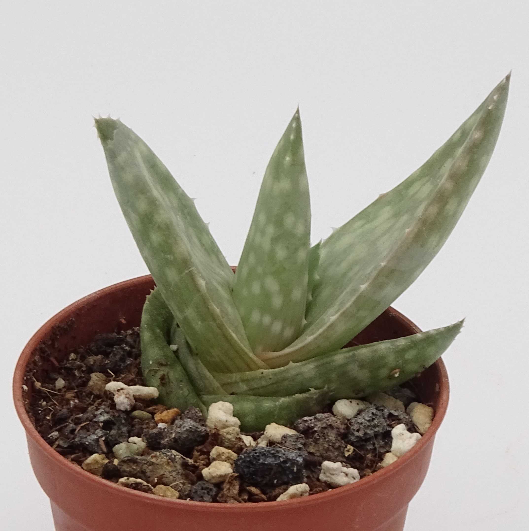 Aloe dhufarensis – Image 2