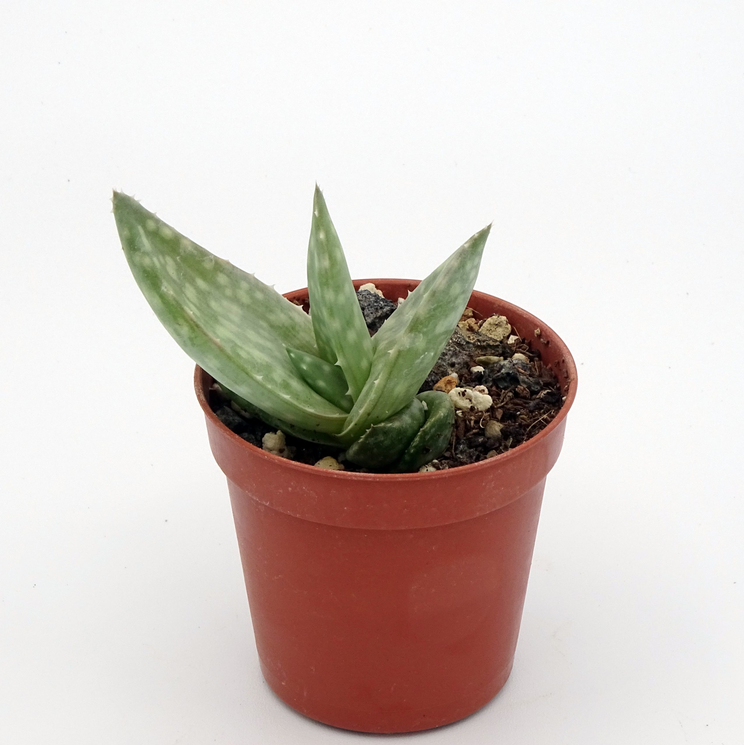 Aloe dhufarensis – Image 3