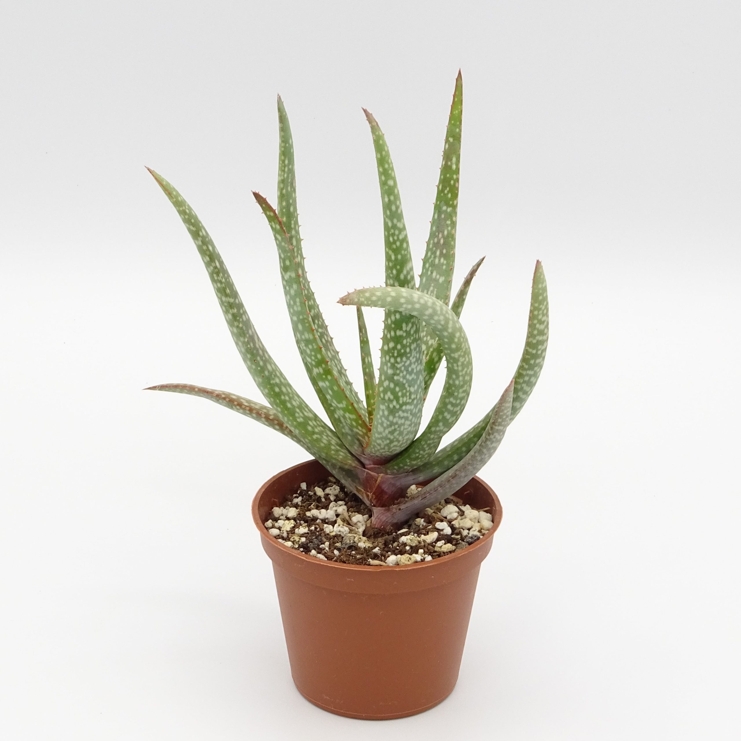 Aloe pictifolia