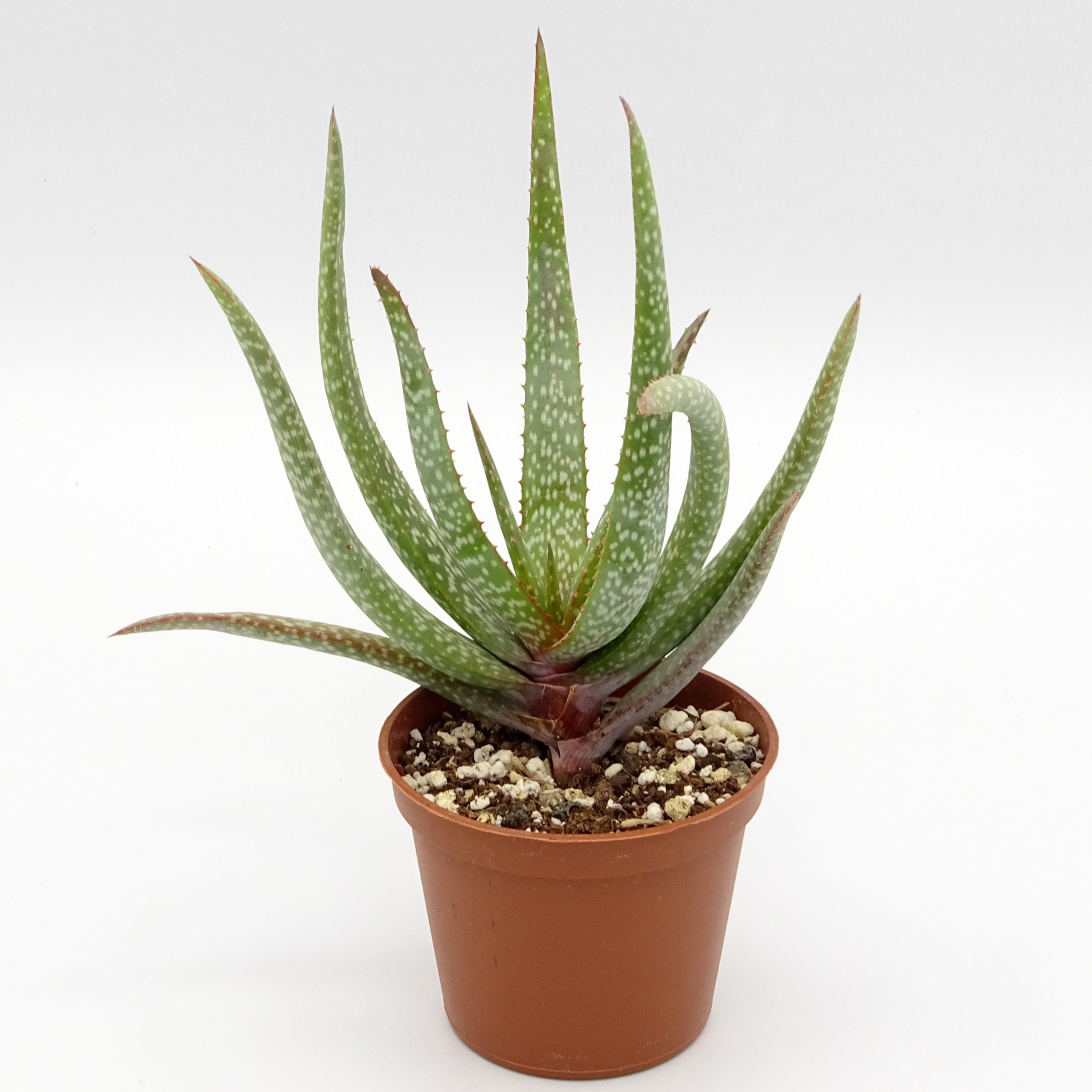 Aloe pictifolia – Image 2