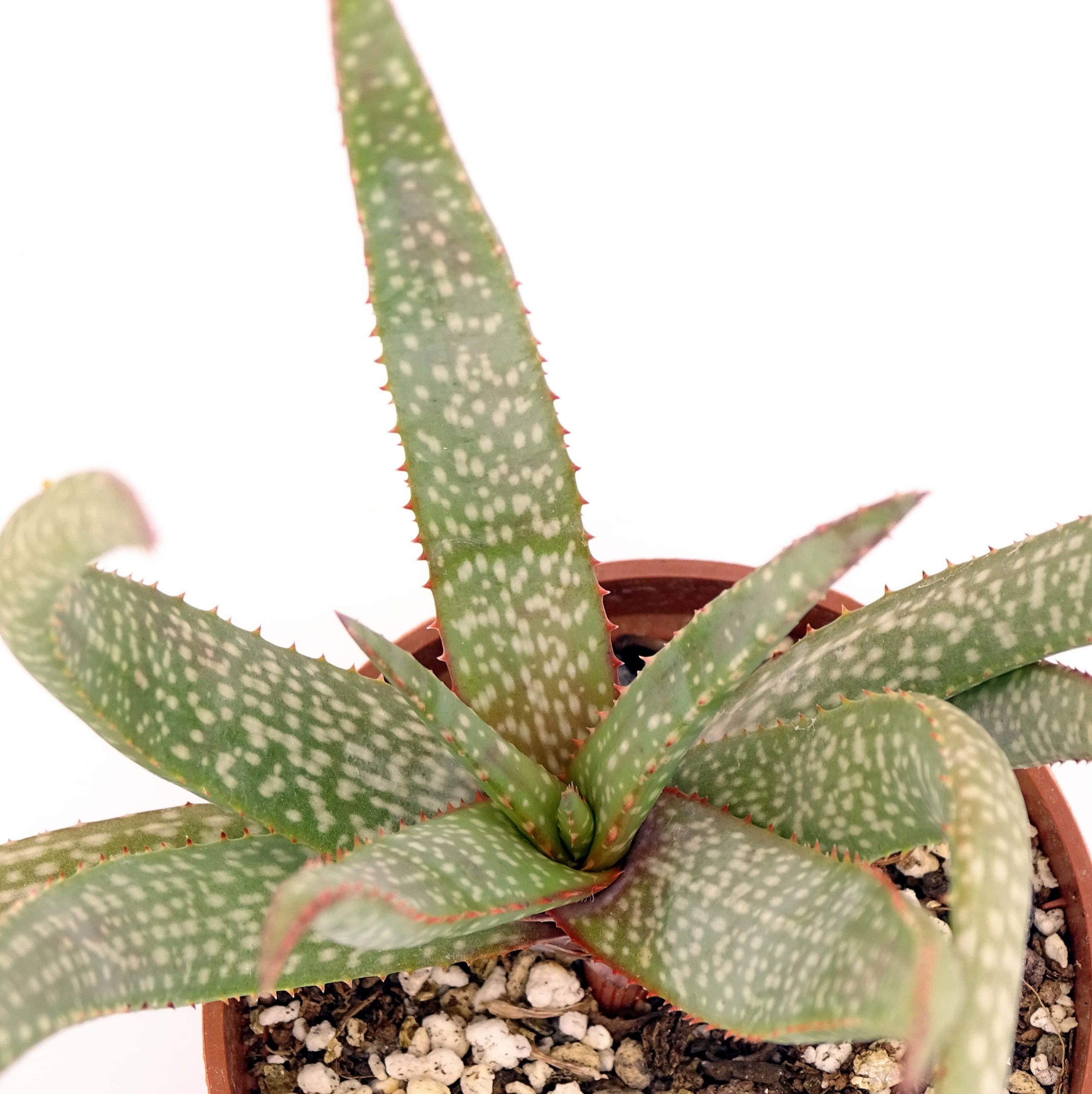 Aloe pictifolia – Image 4