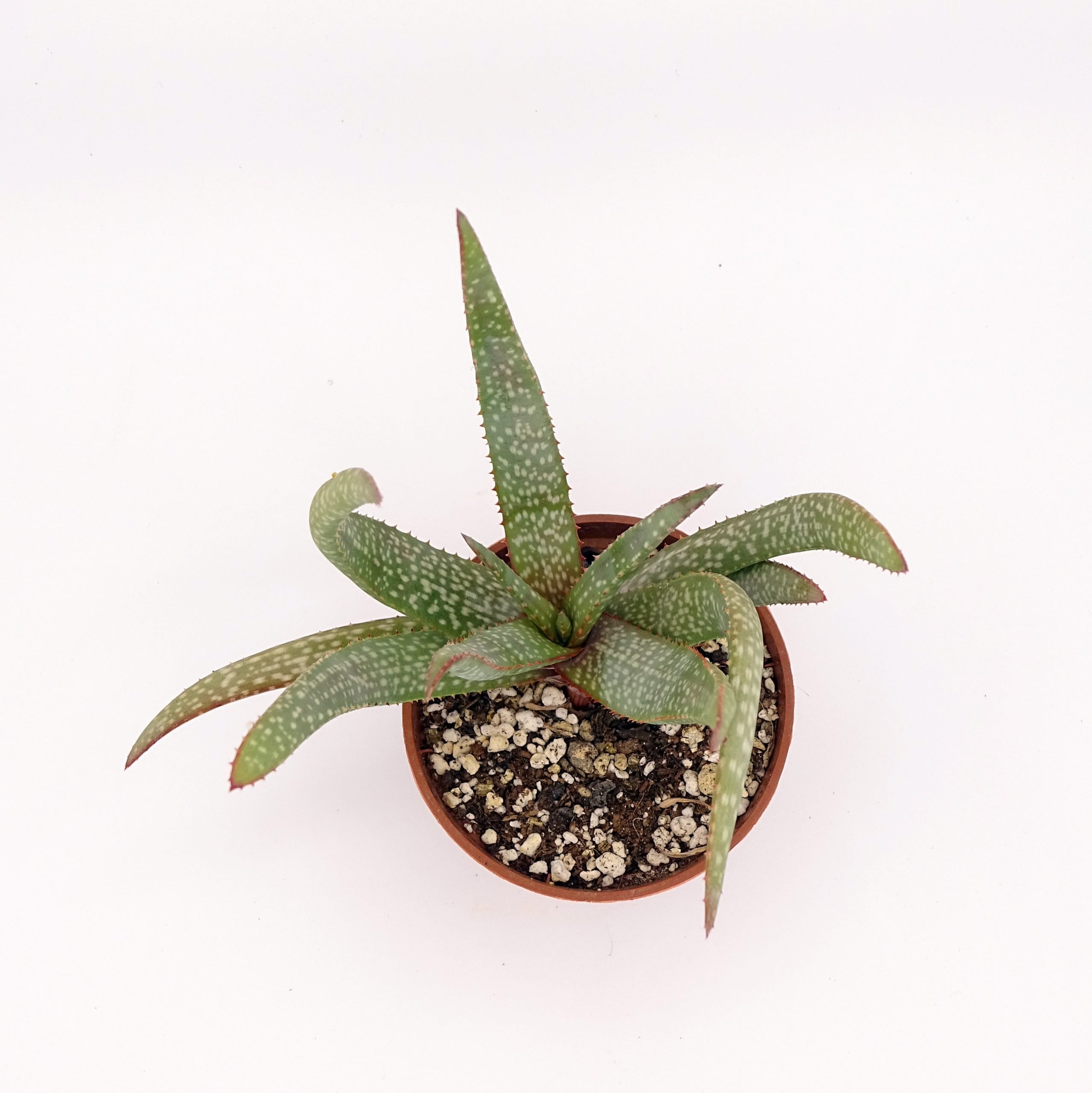 Aloe pictifolia – Image 3