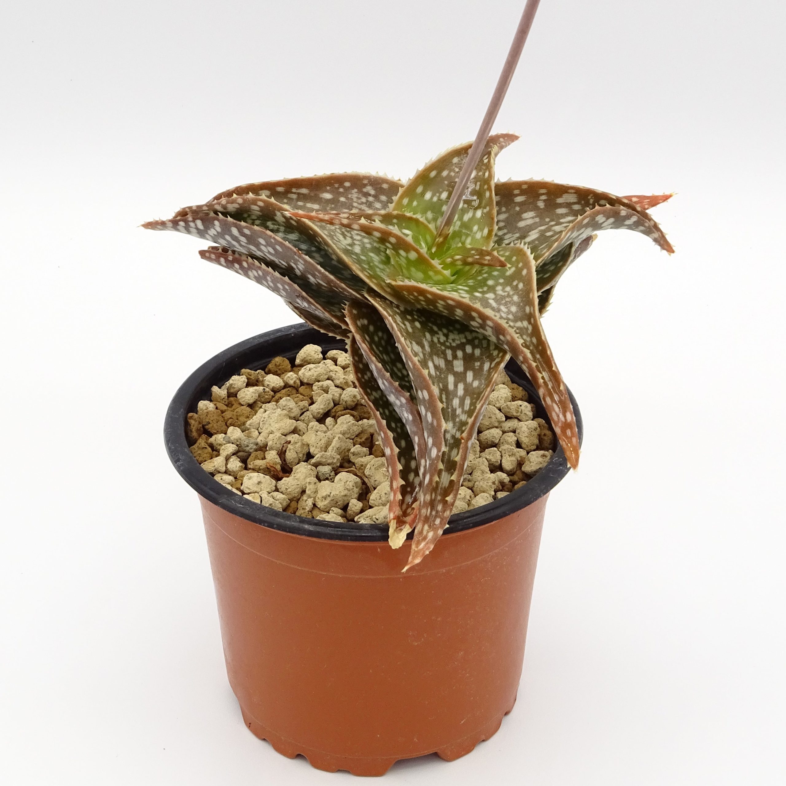 Aloe ruffingiana JAA 438