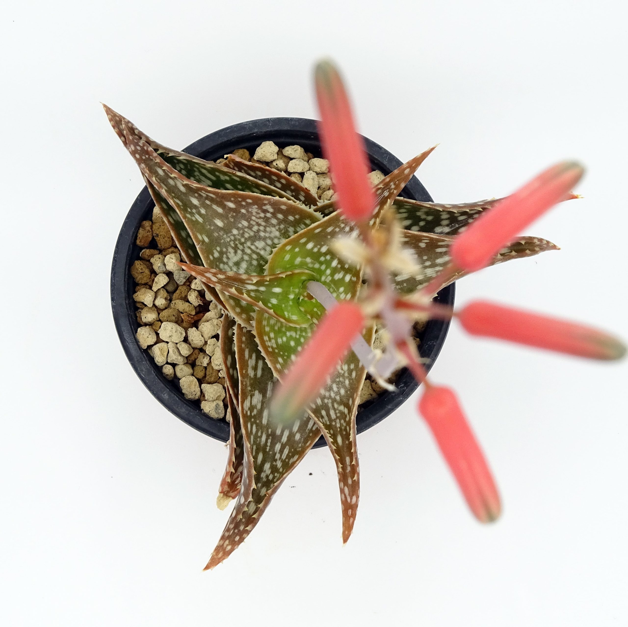 Aloe ruffingiana JAA 438 – Image 2