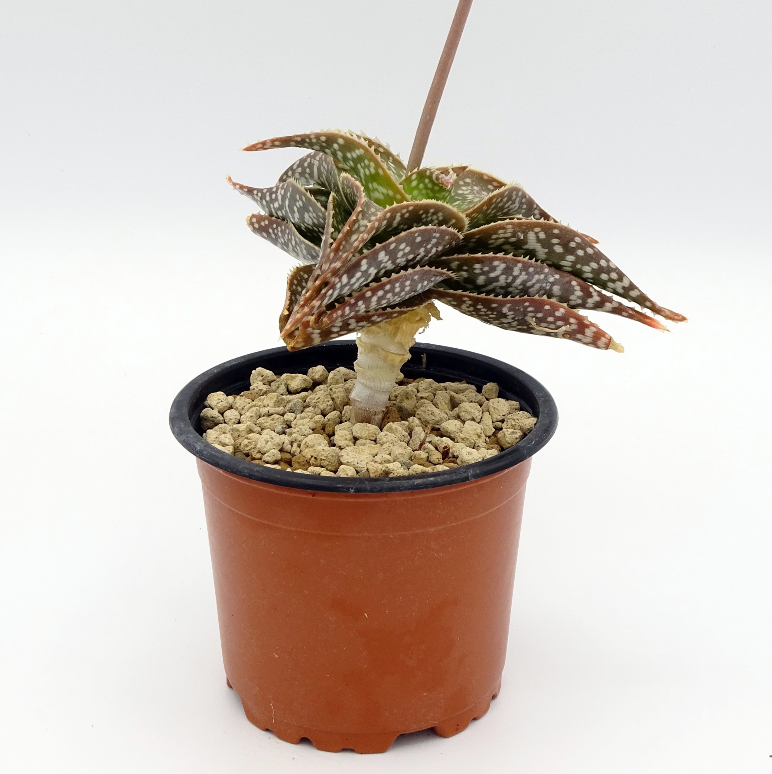 Aloe ruffingiana JAA 438 – Image 4