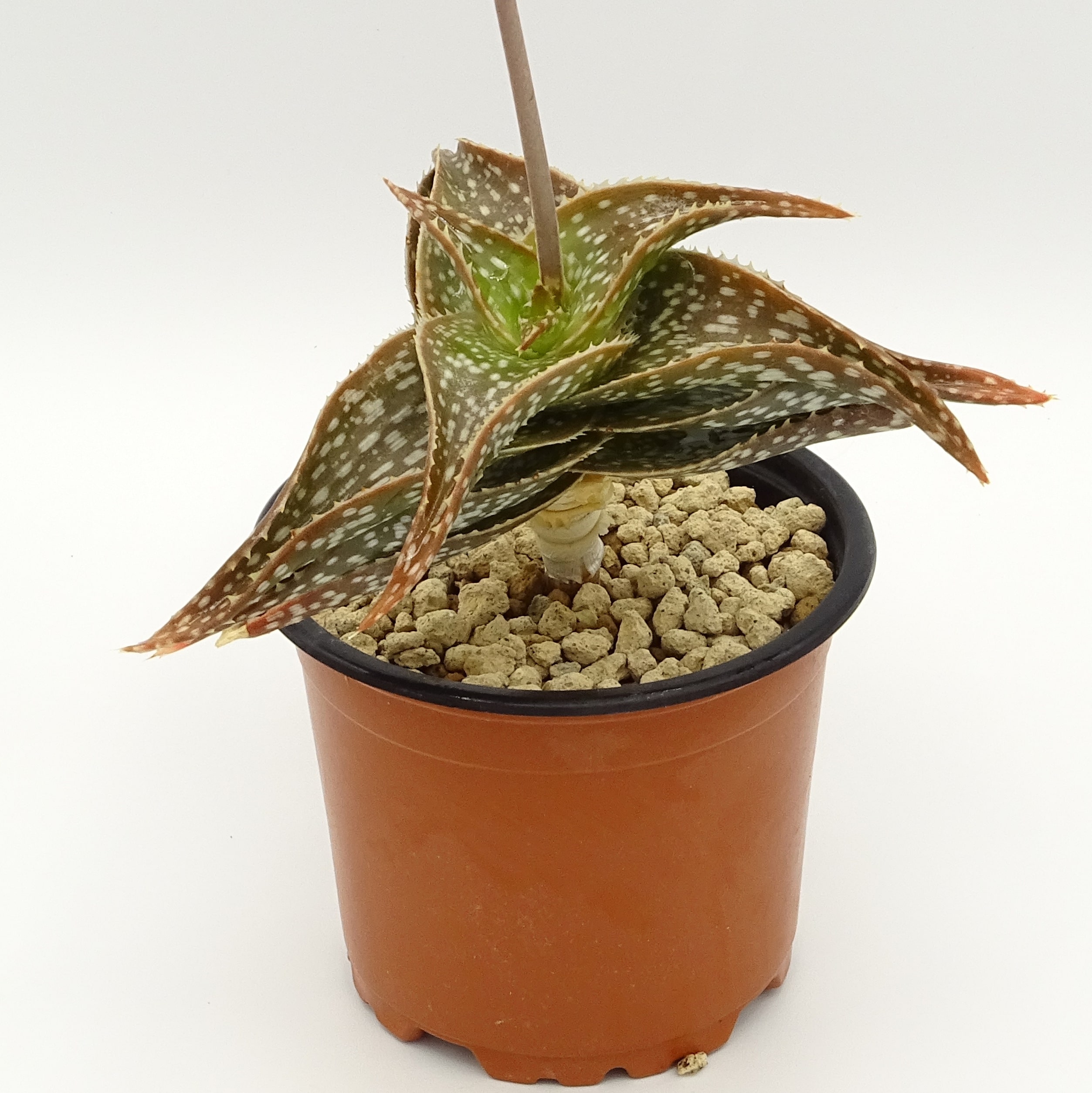 Aloe ruffingiana JAA 438 – Image 3