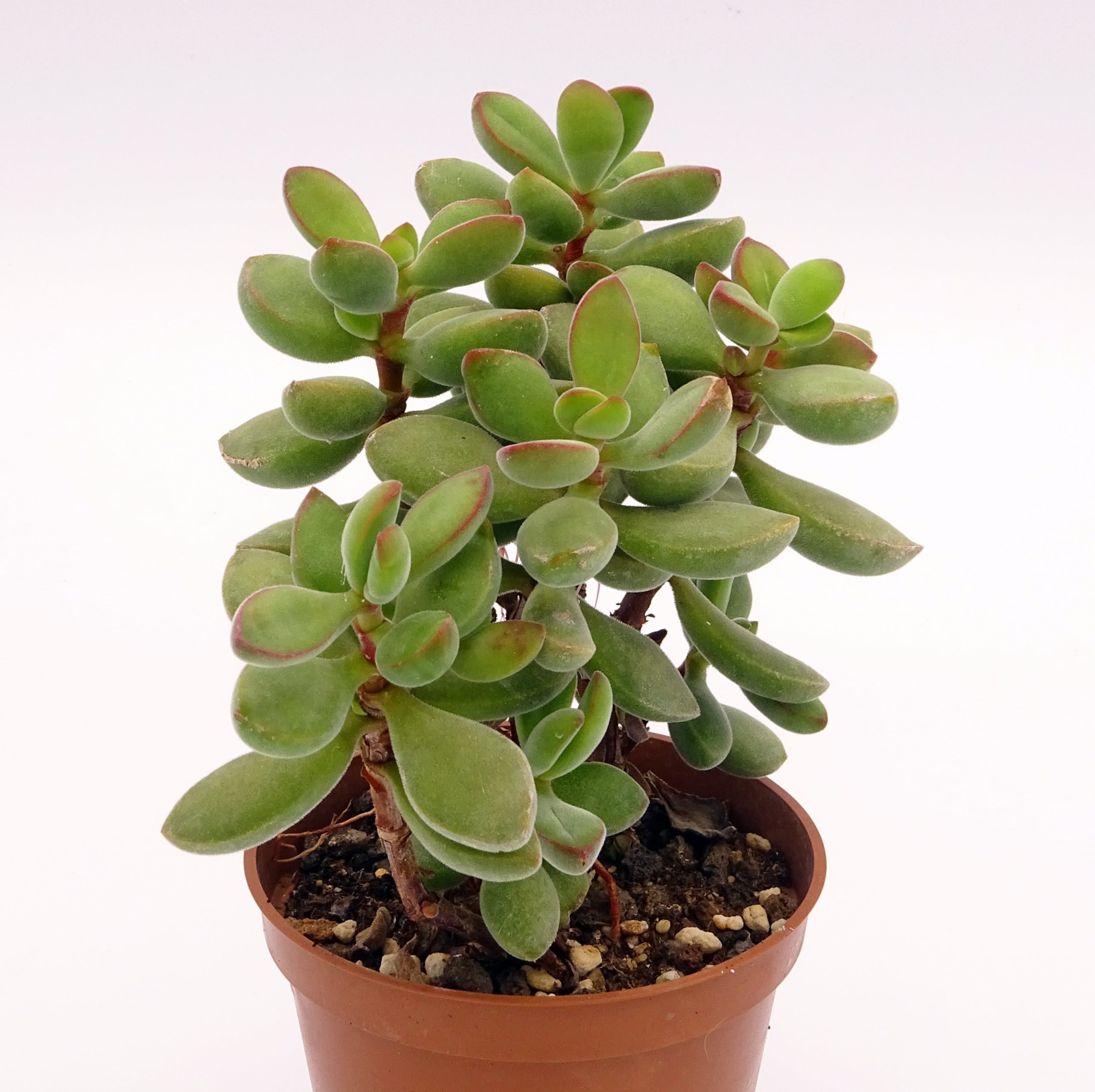 Crassula rogersii