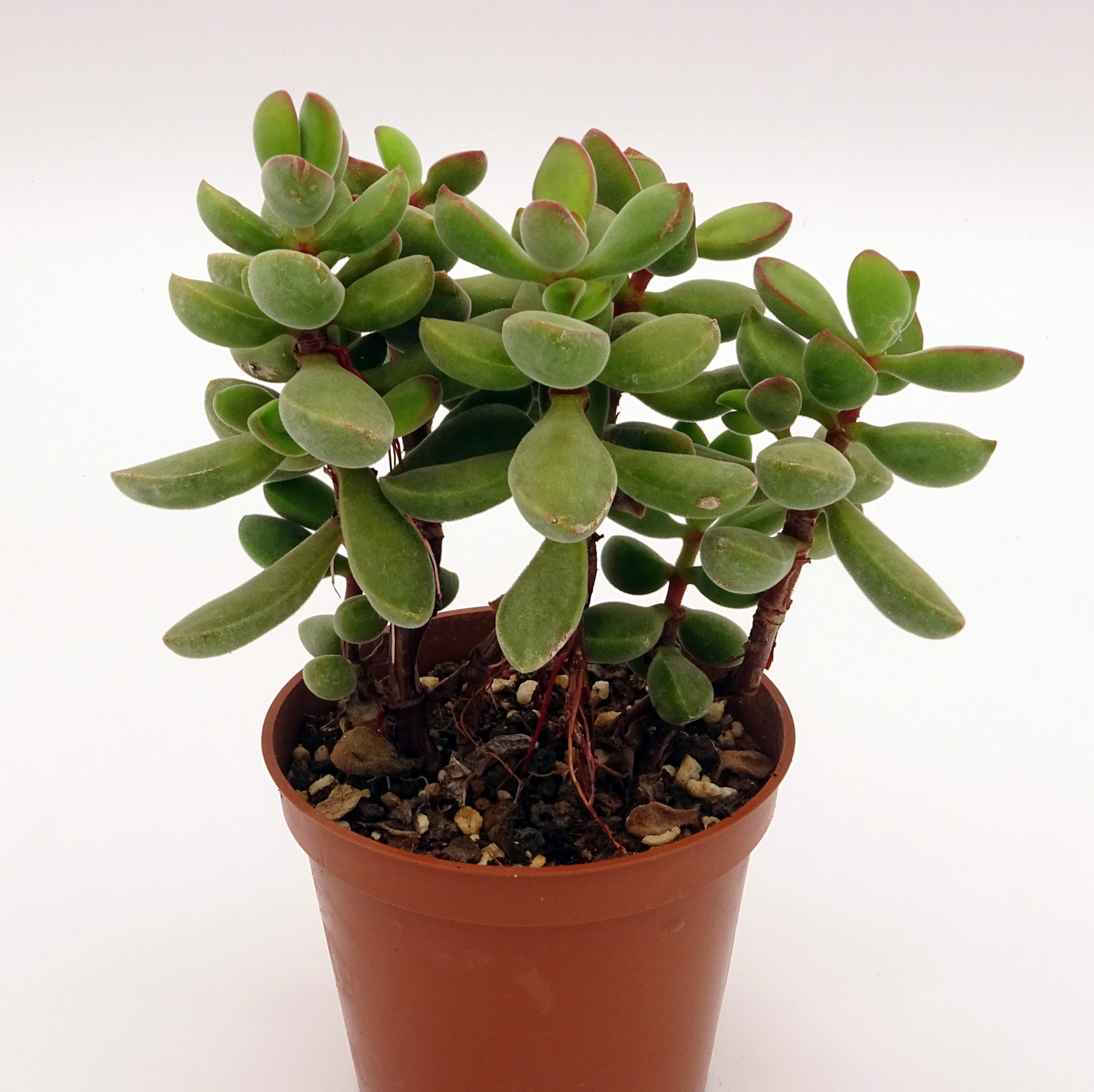 Crassula rogersii – Image 2