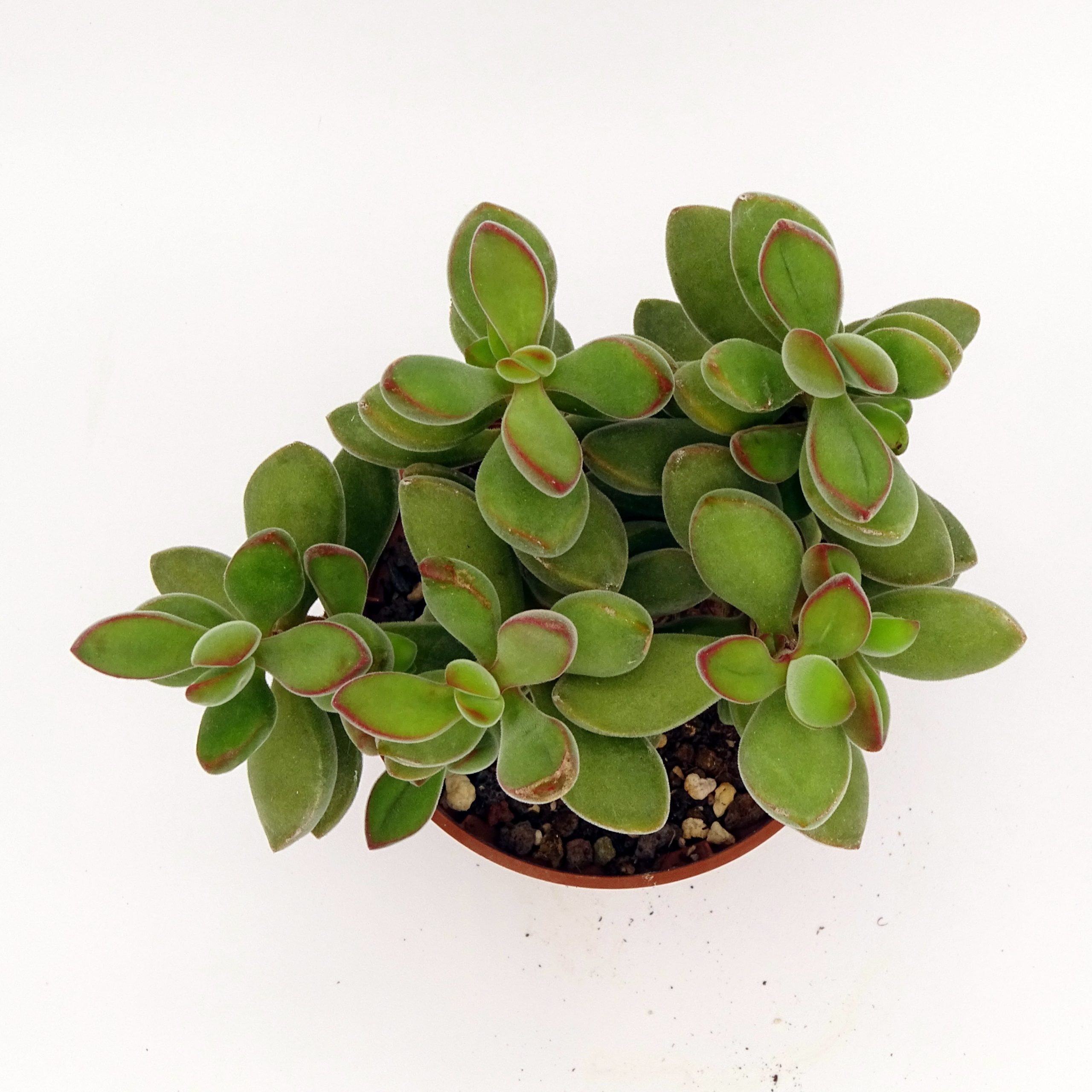 Crassula rogersii – Image 3