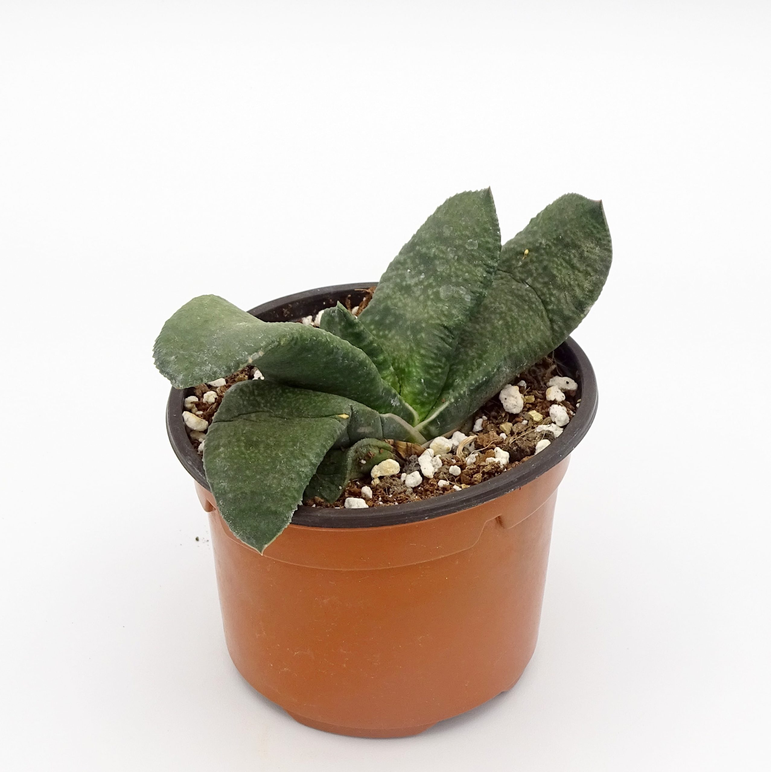 Gasteria armstrongii – Image 4