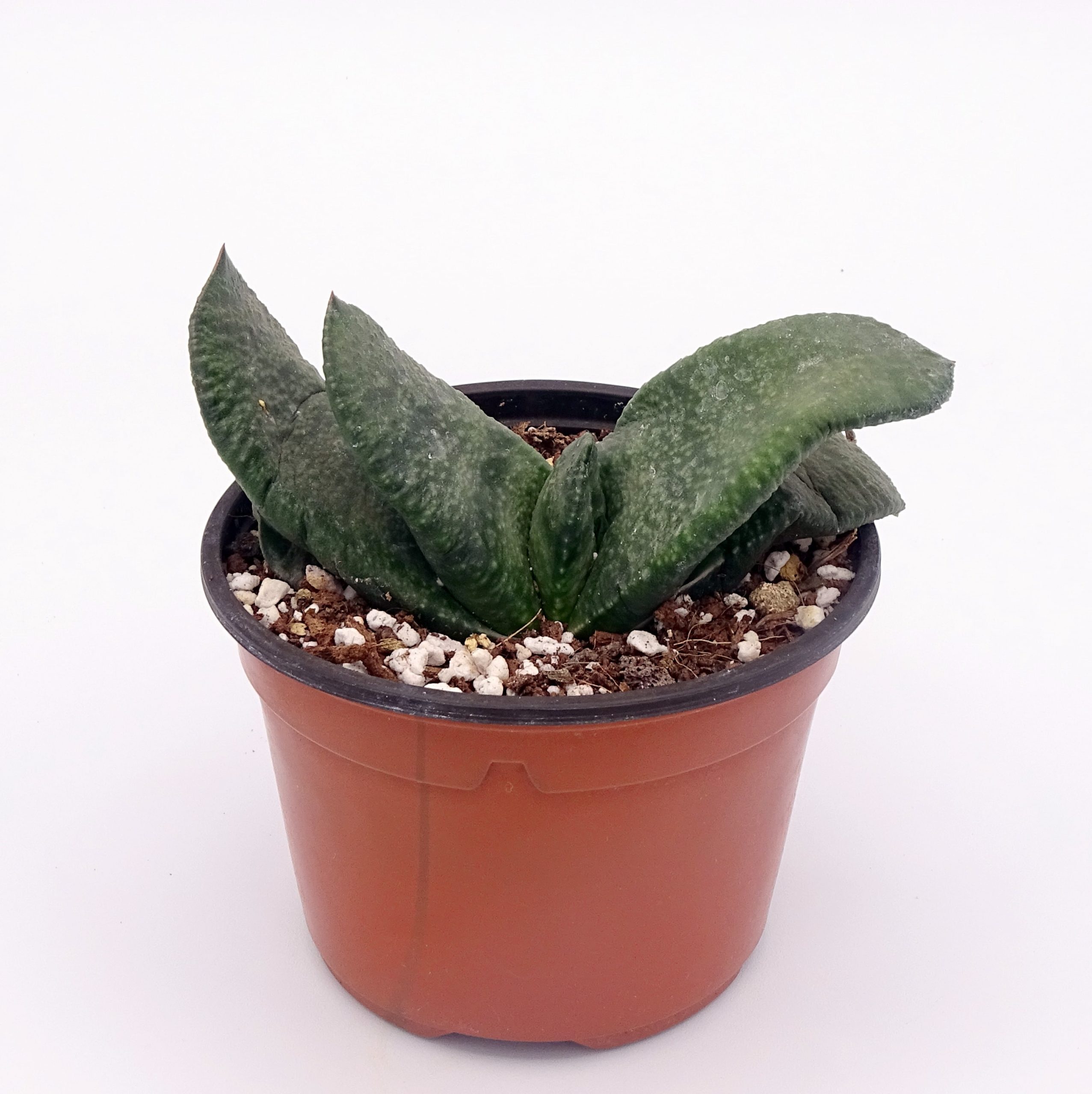 Gasteria armstrongii – Image 3