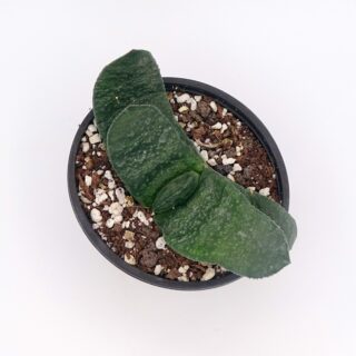 gasteria-amstrongii 5-min
