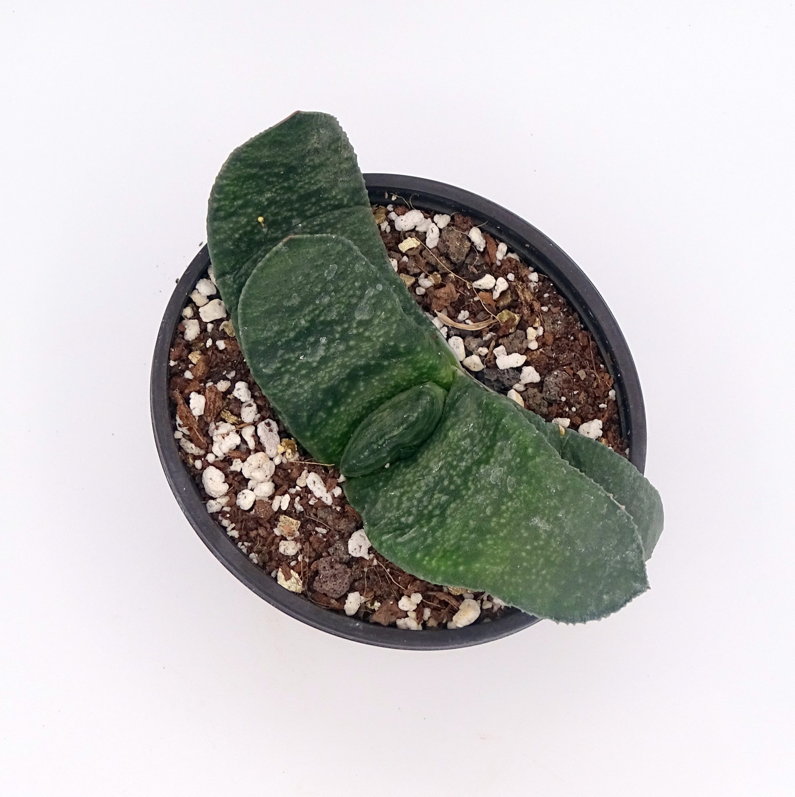Gasteria armstrongii – Image 2