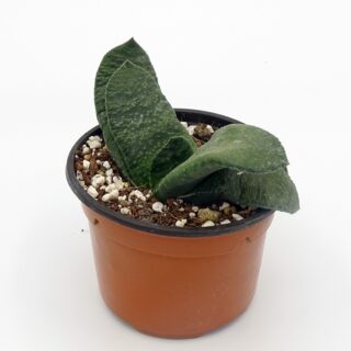 gasteria-amstrongii 6-min
