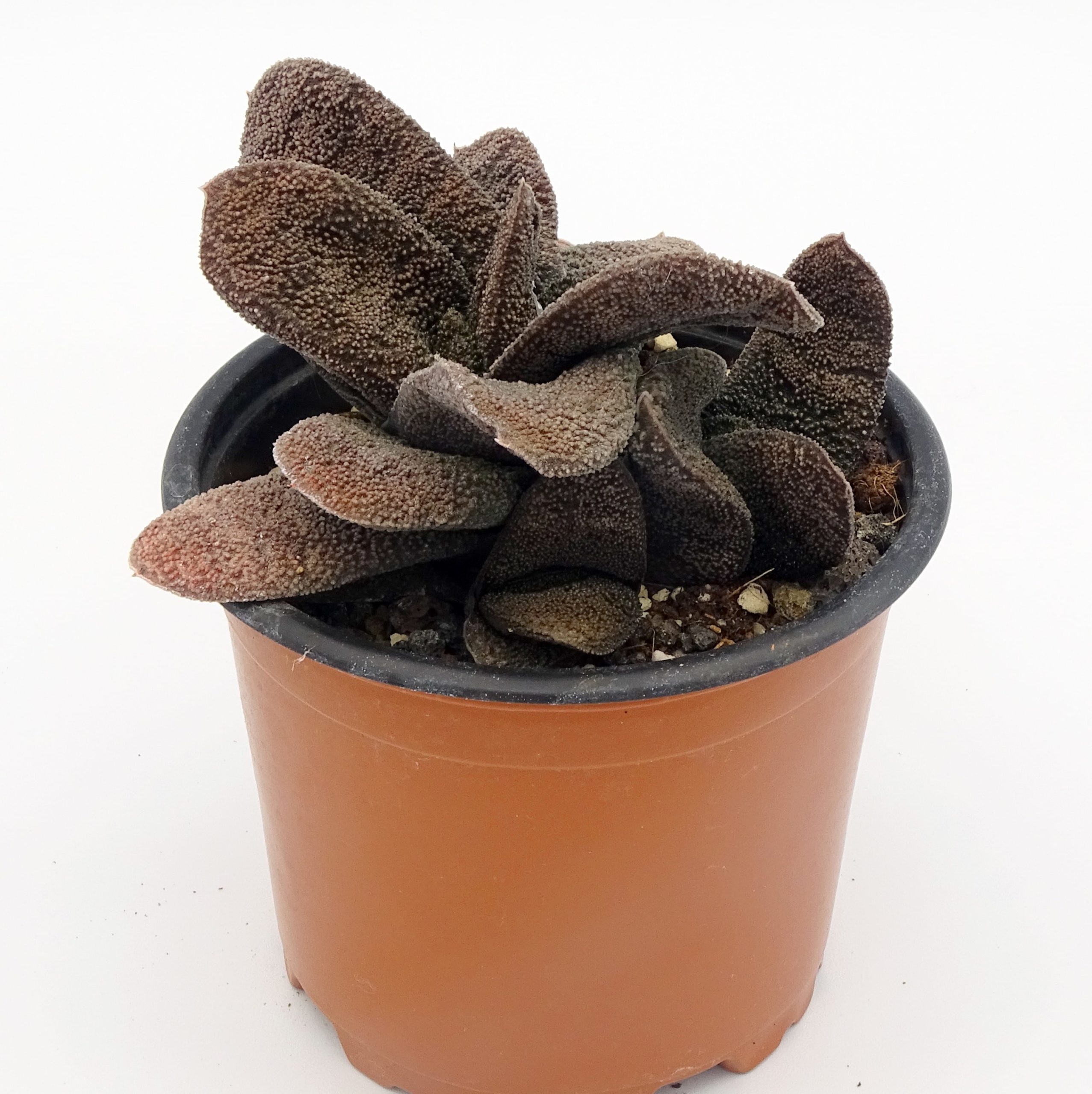Gasteria batesiana 'Barberton' – Image 4