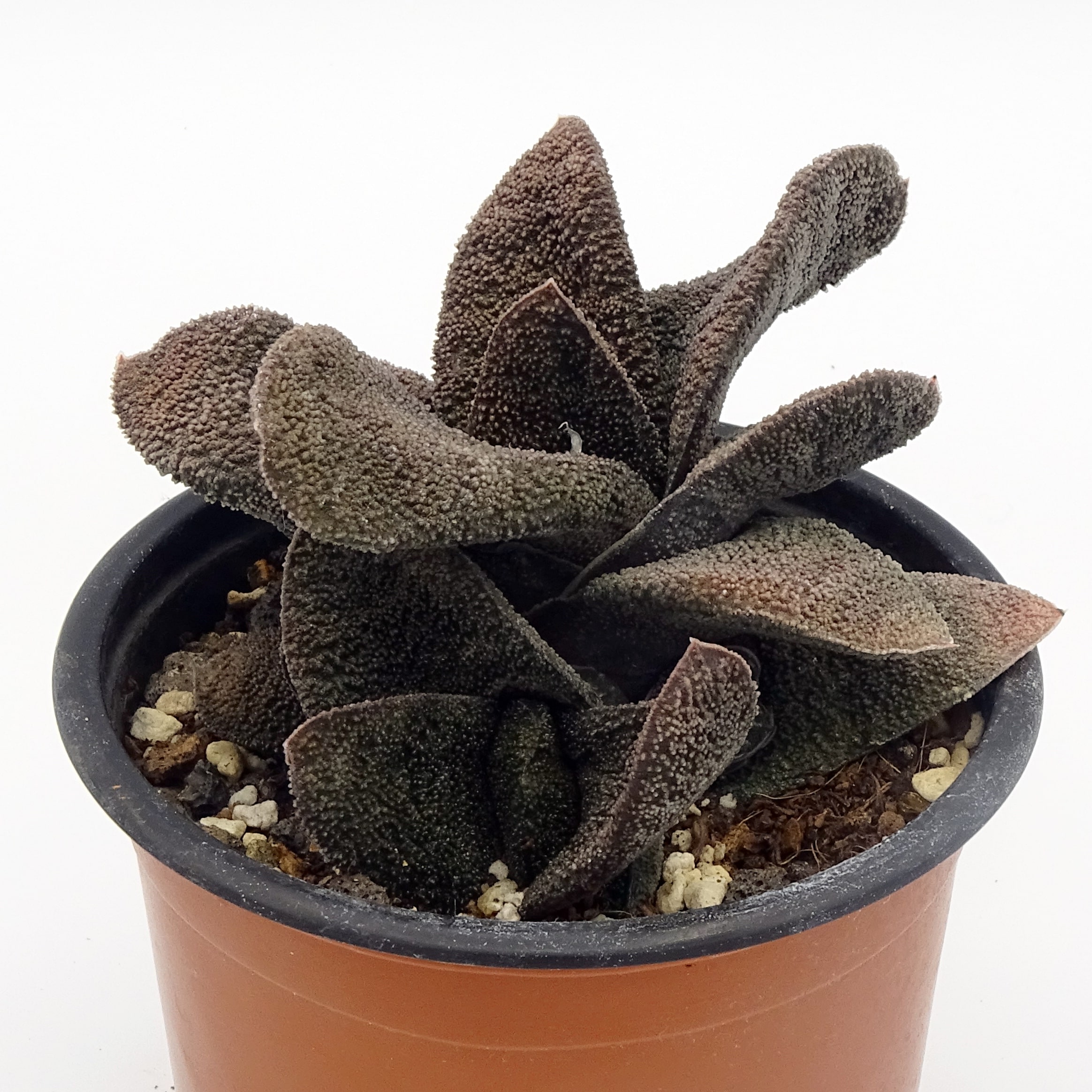 Gasteria batesiana 'Barberton'