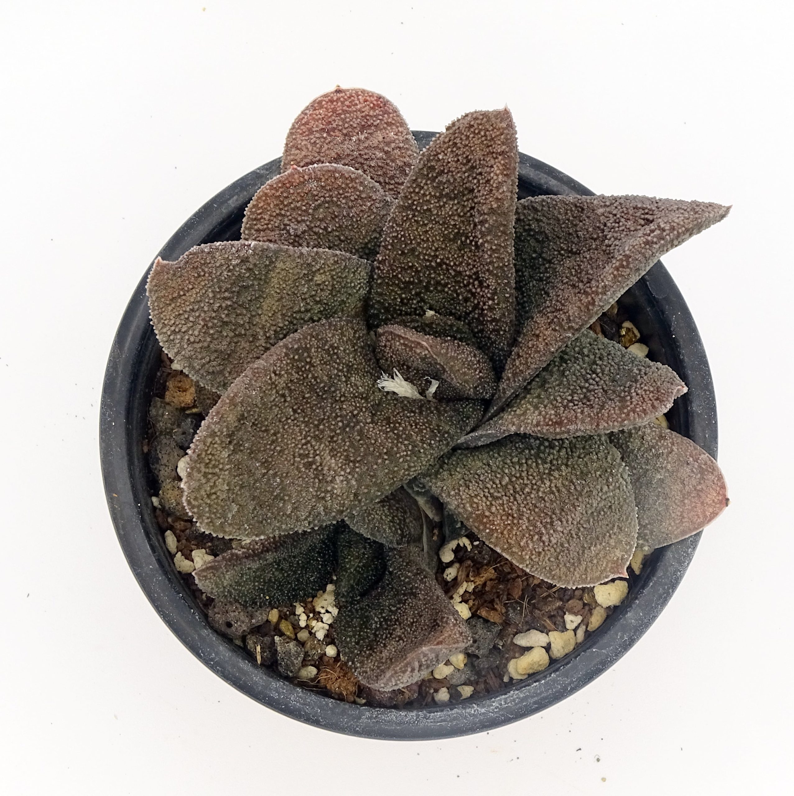 Gasteria batesiana 'Barberton' – Image 2