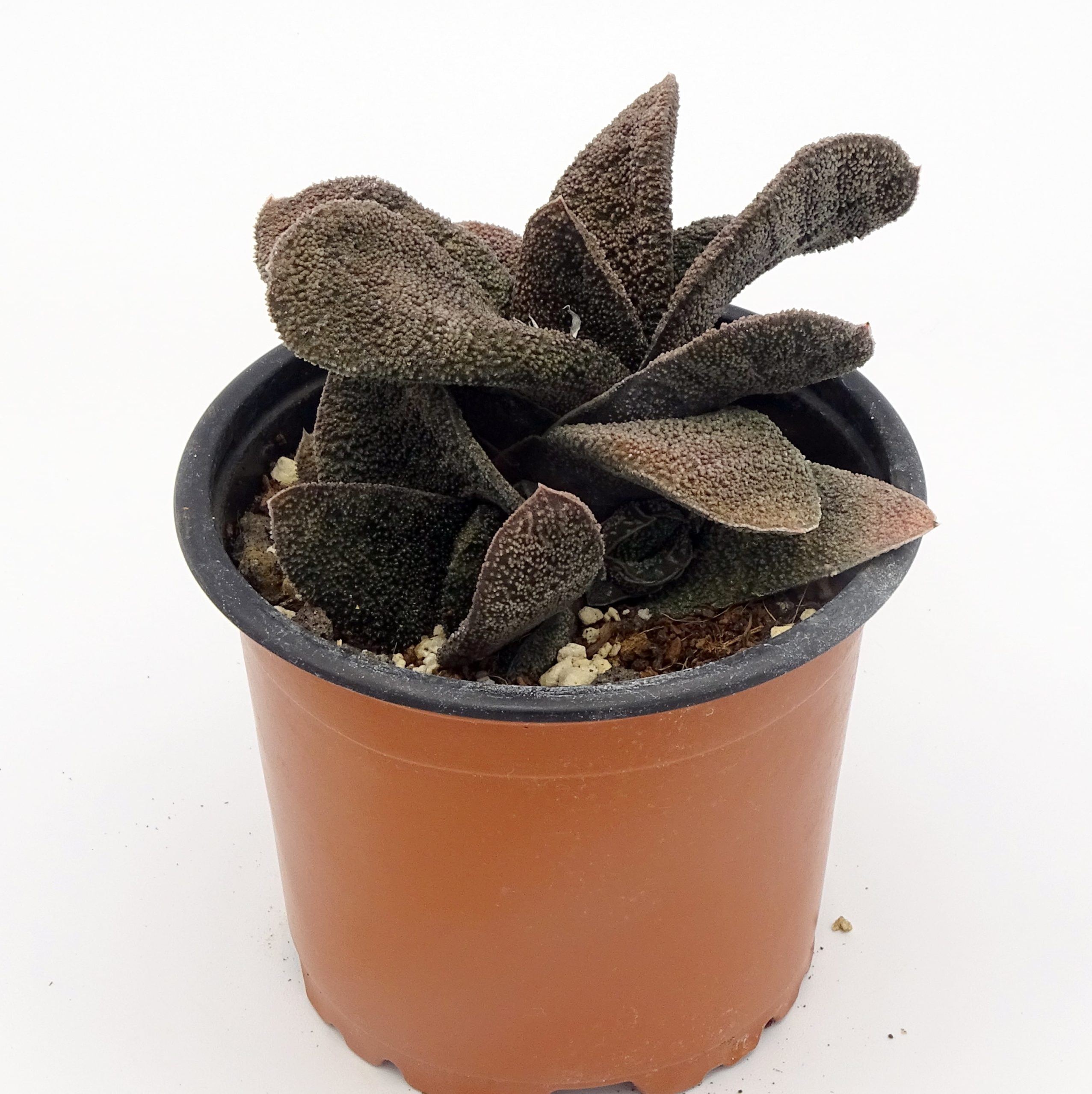 Gasteria batesiana 'Barberton' – Image 3