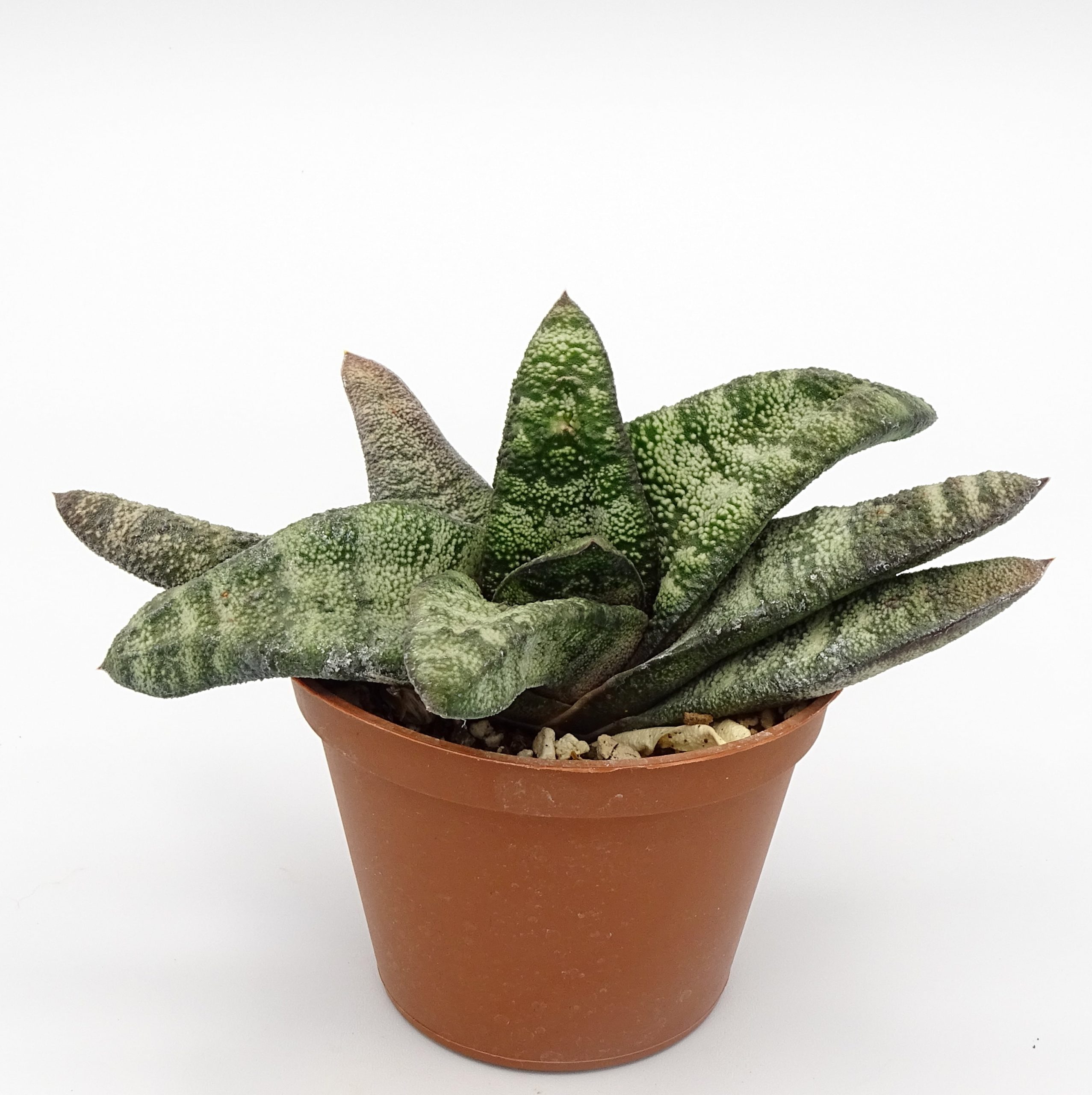 Gasteria batesiana
