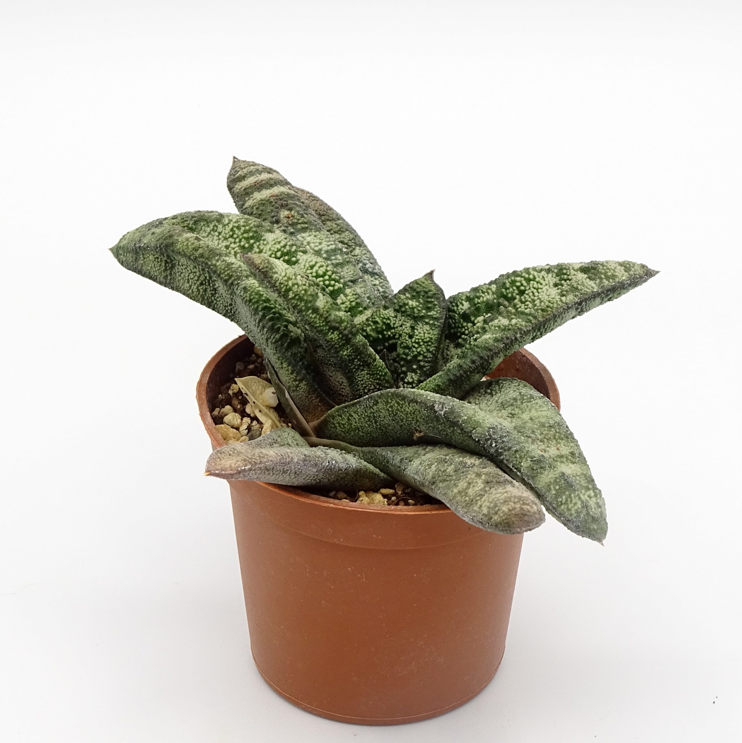 Gasteria batesiana – Image 4