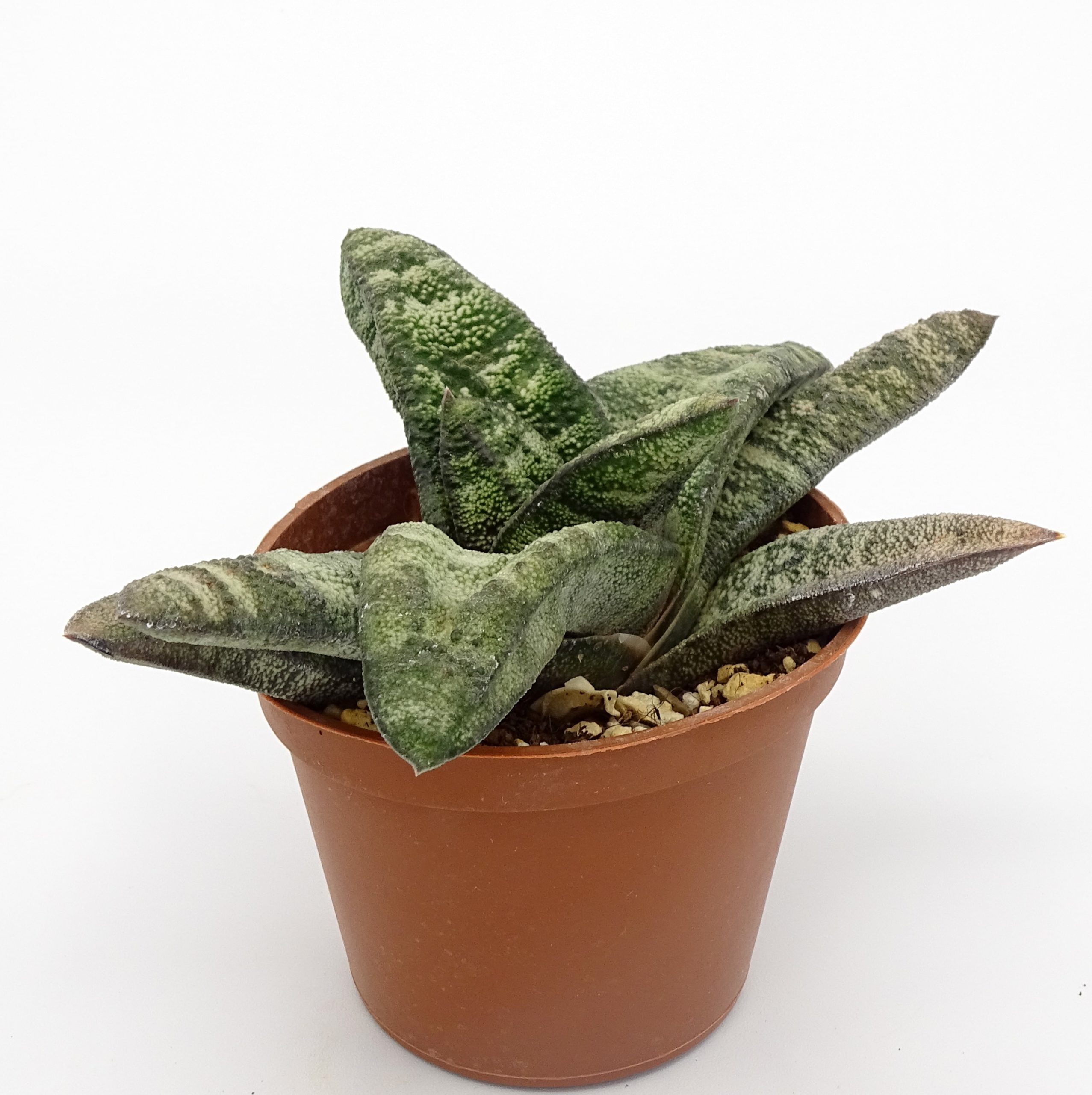 Gasteria batesiana – Image 2