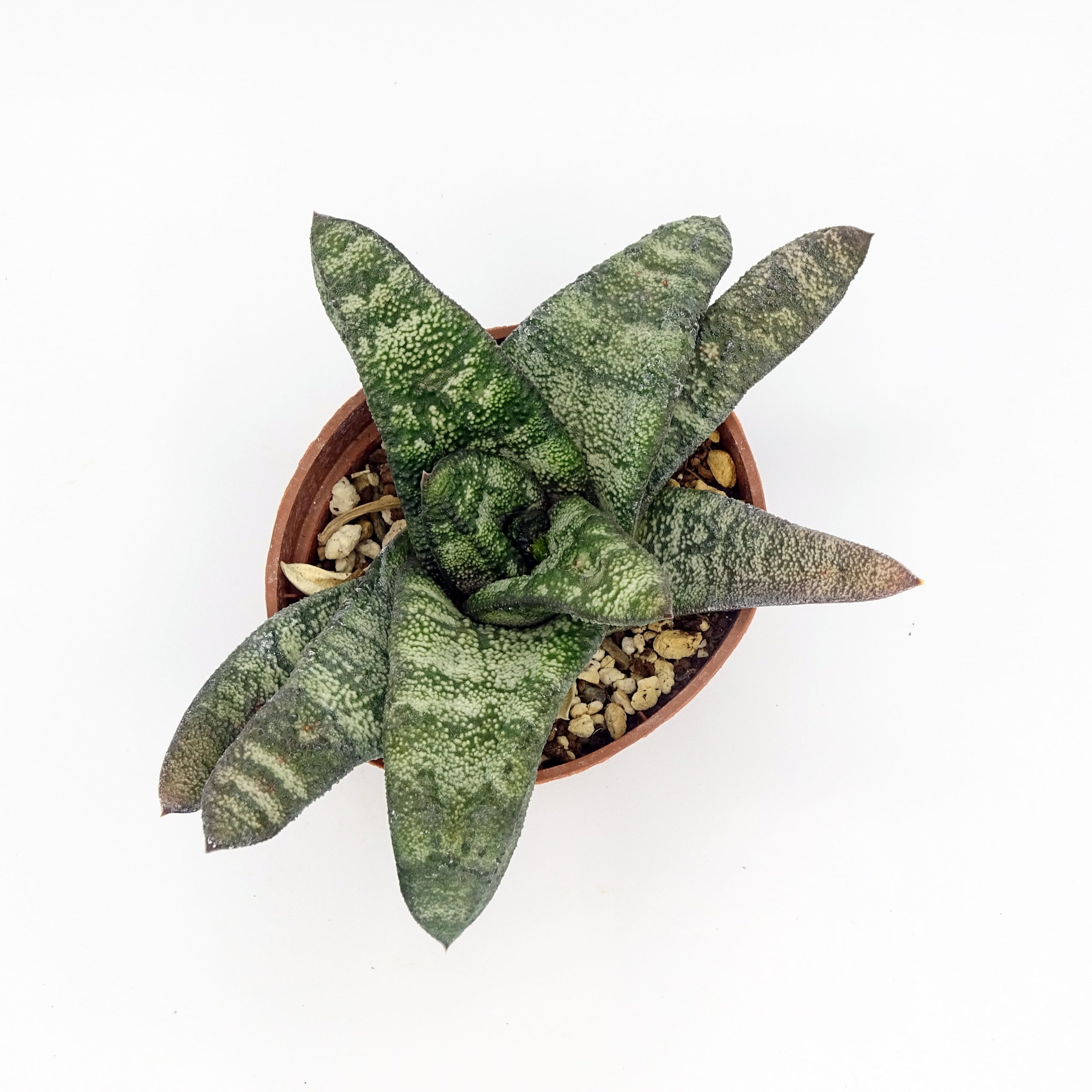 Gasteria batesiana – Image 3